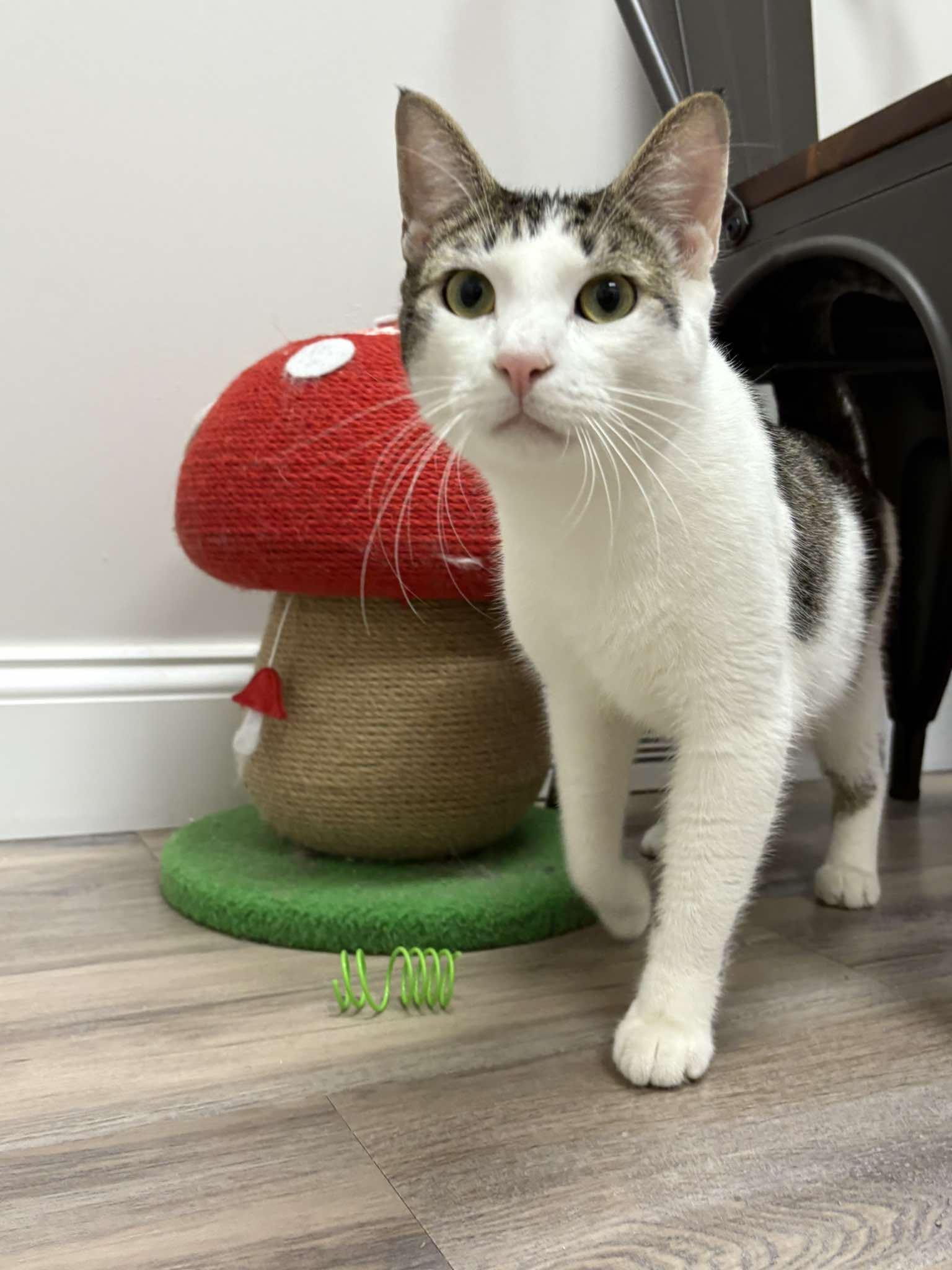 Enlarge Jacoby, a ADOPTABLE Domestic Short Hair in Fulton, NY image 2/4