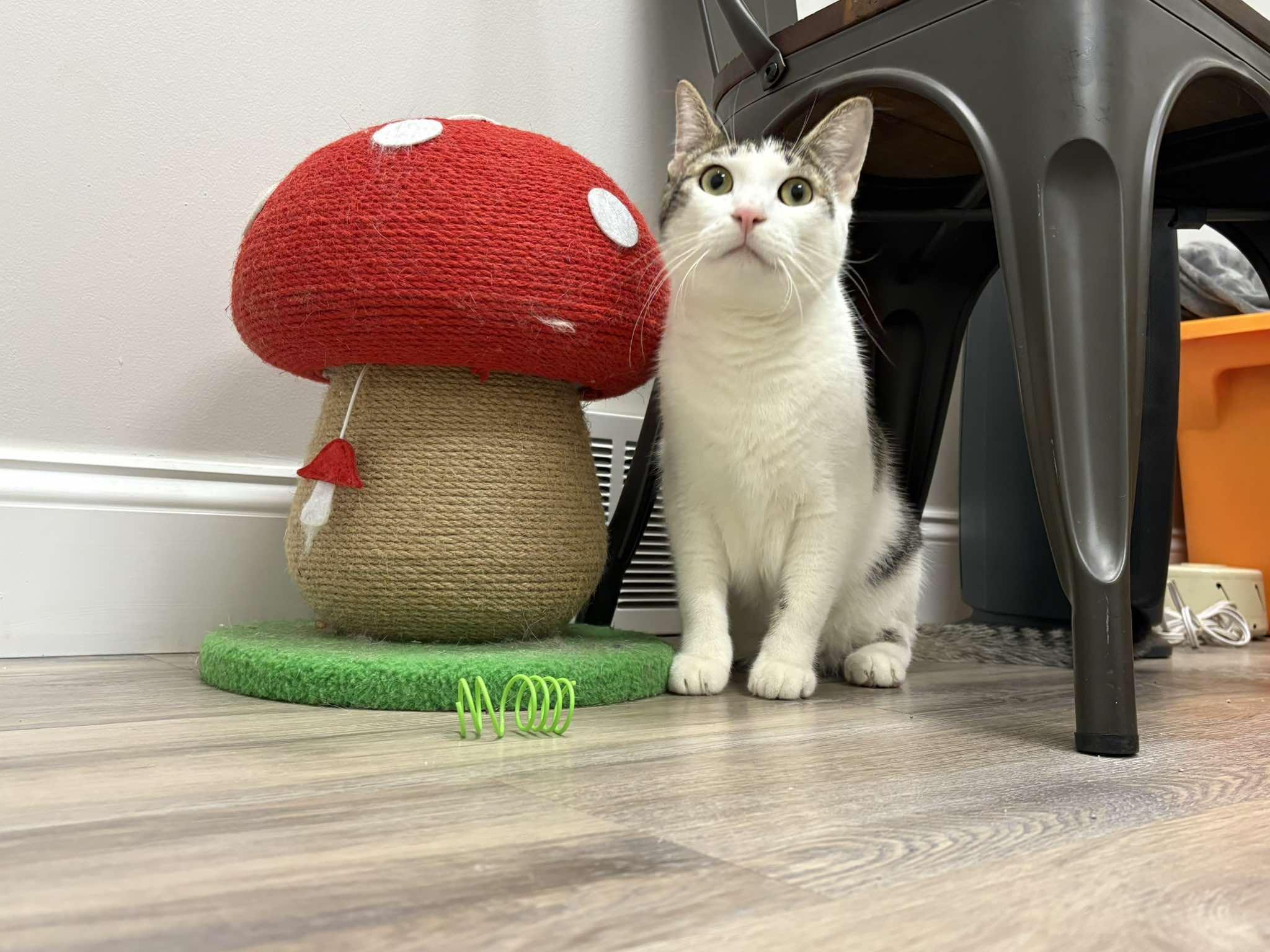 Enlarge Jacoby, a ADOPTABLE Domestic Short Hair in Fulton, NY image 3/4