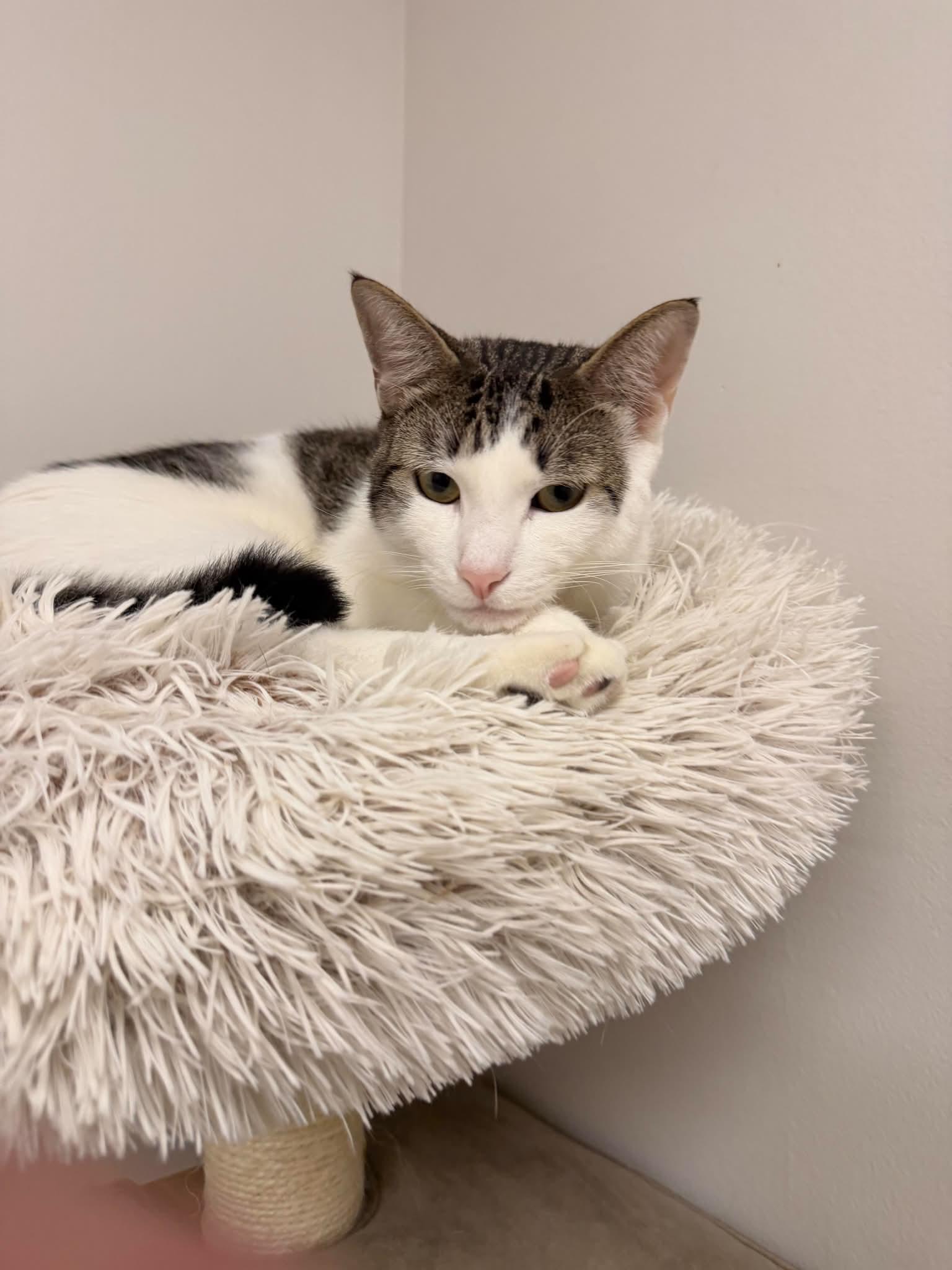 Enlarge Jacoby, a ADOPTABLE Domestic Short Hair in Fulton, NY image 1/4