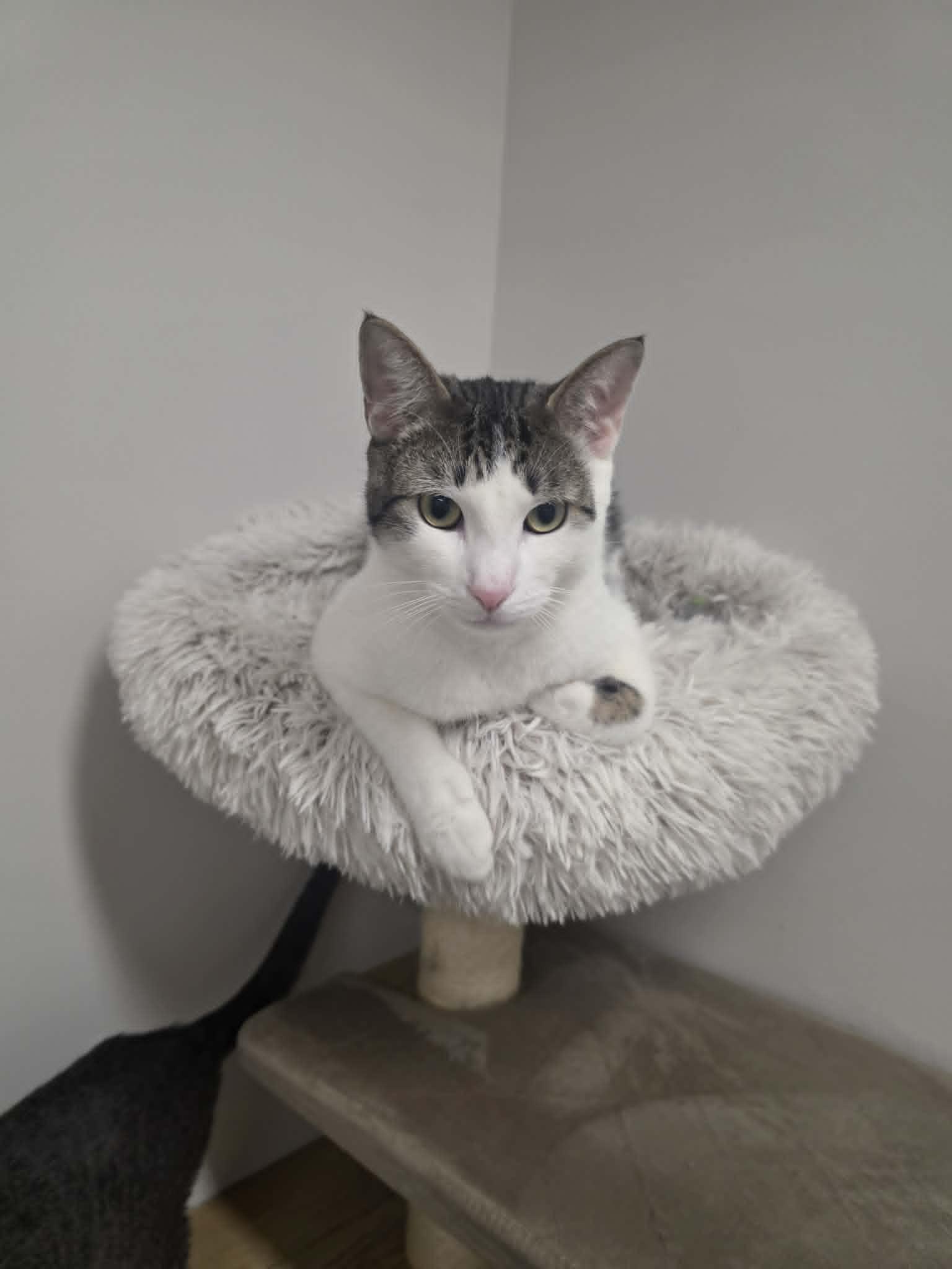 Enlarge Jacoby, a ADOPTABLE Domestic Short Hair in Fulton, NY image 4/4
