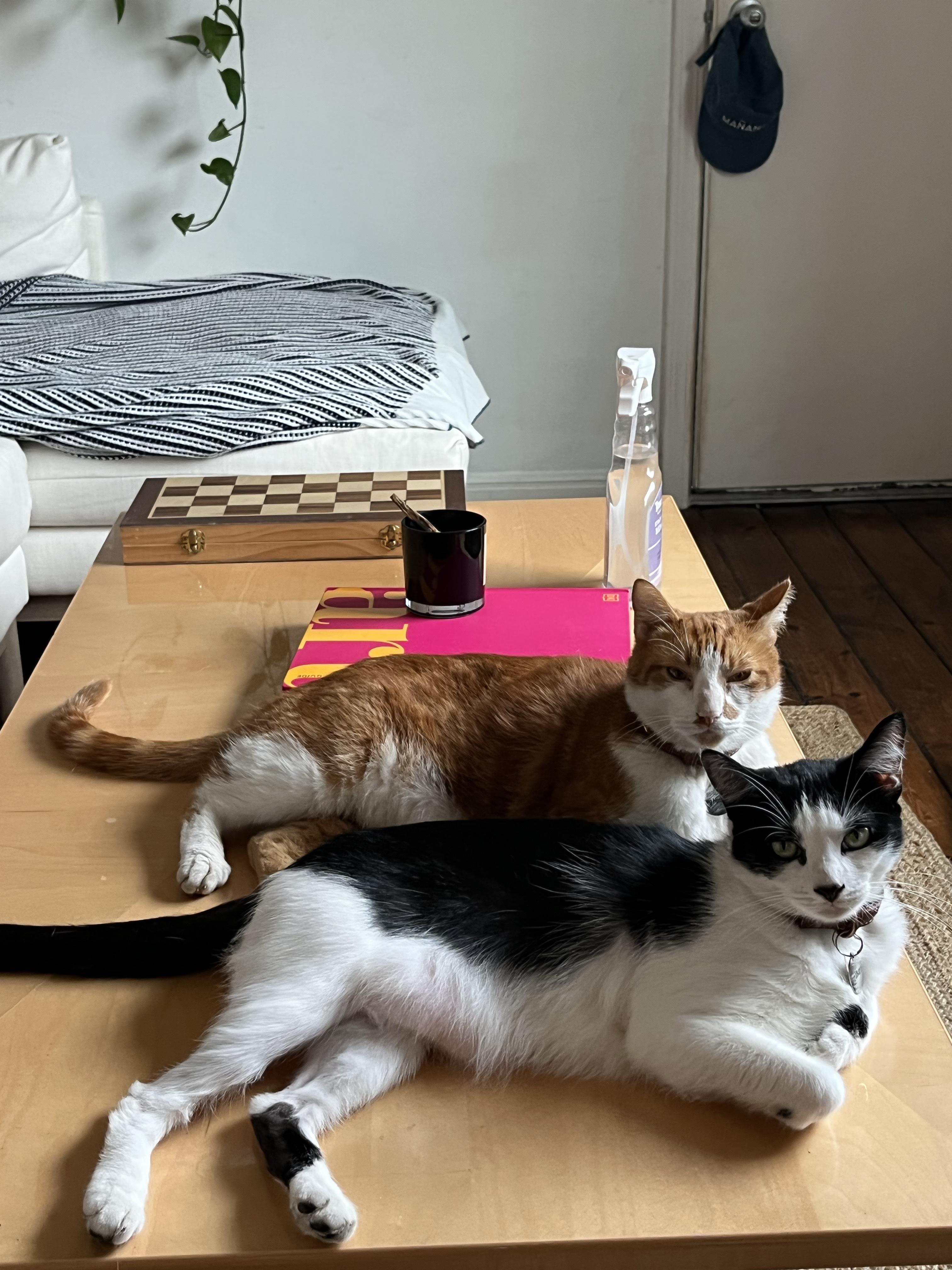 Ruth and Henry, a ADOPTABLE Tuxedo in Oberlin, OH image 3/3