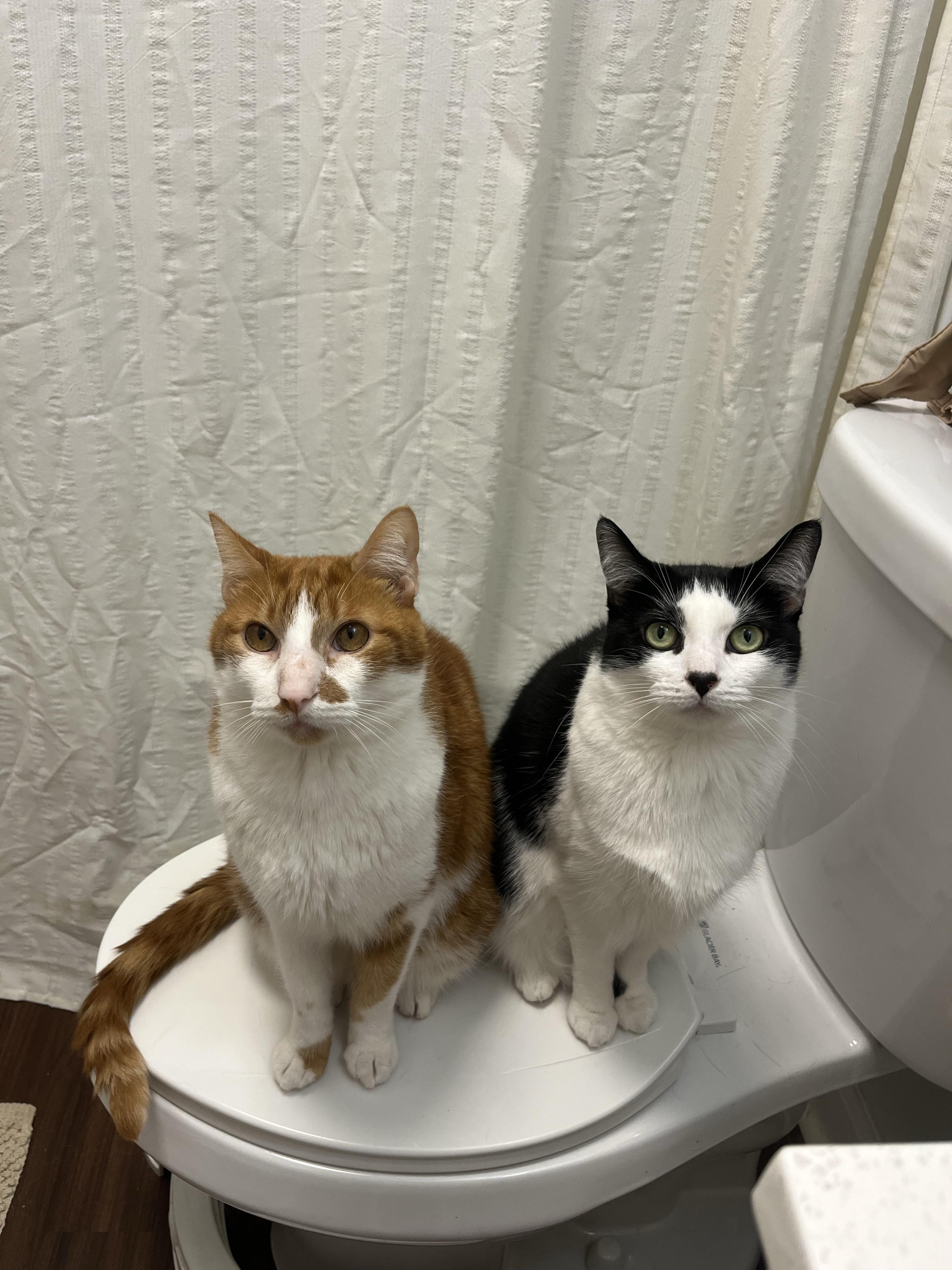 Ruth and Henry, a ADOPTABLE Tuxedo in Oberlin, OH image 1/3