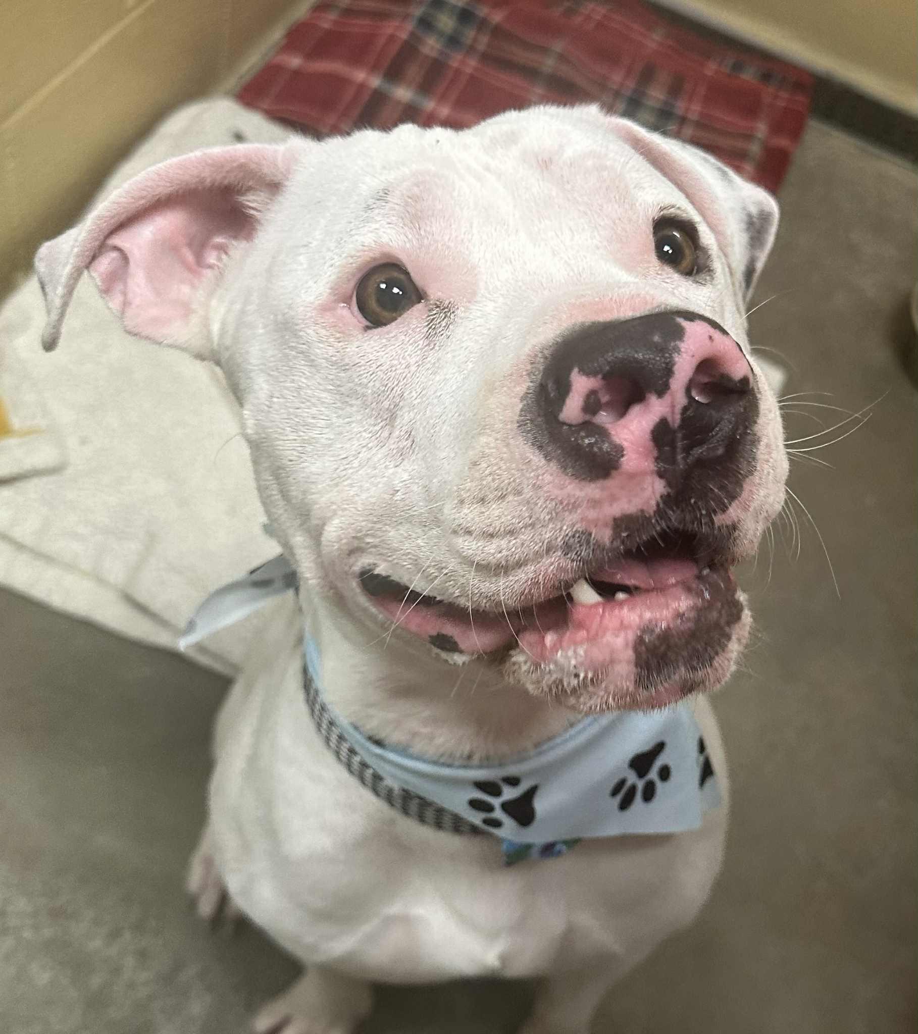 Ozzy, Adoptable, Adult Male Pit Bull Terrier.