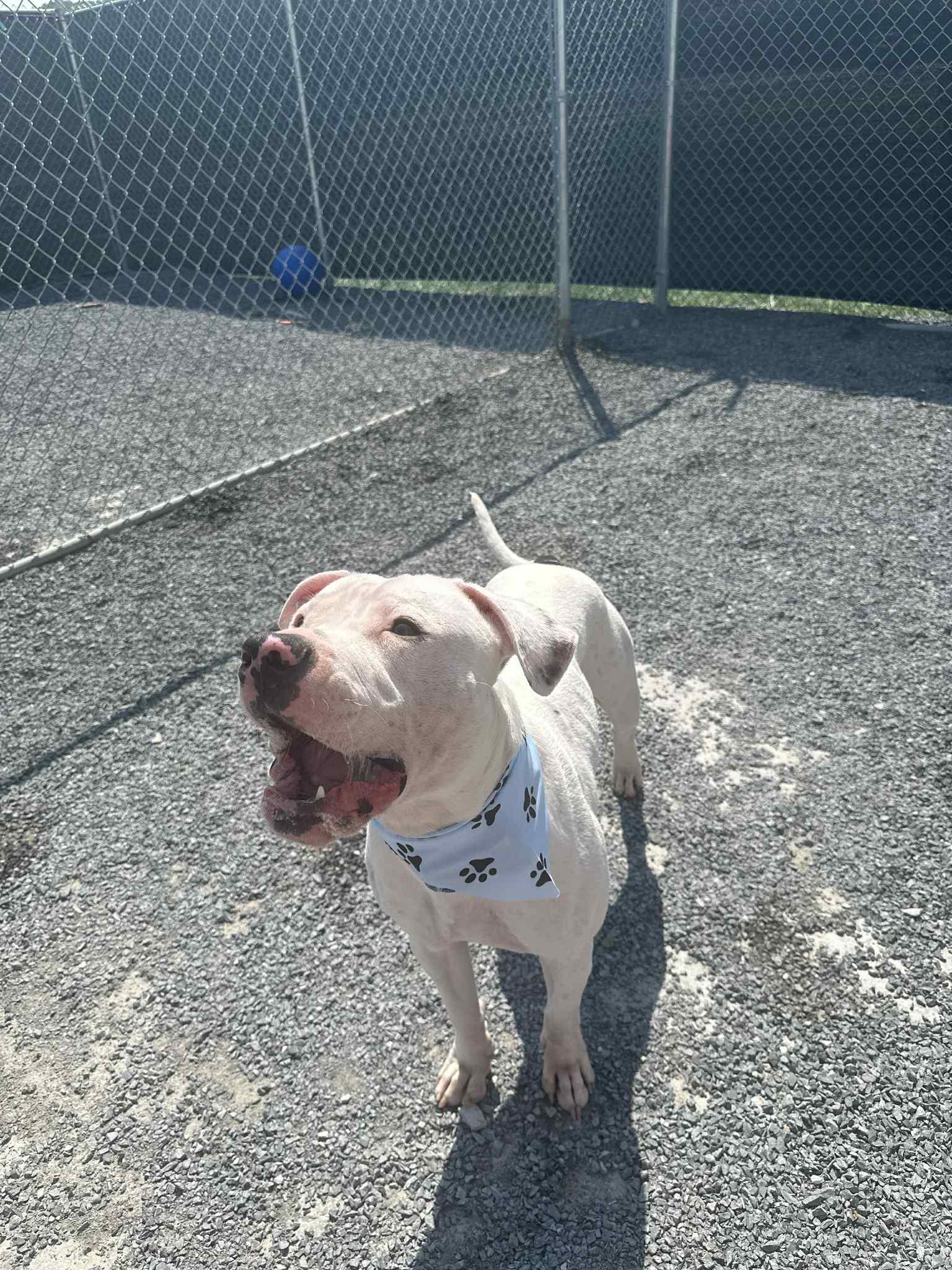 Enlarge Ozzy, a Adoptable mixed breed in Stahlstown, PA image 2/6