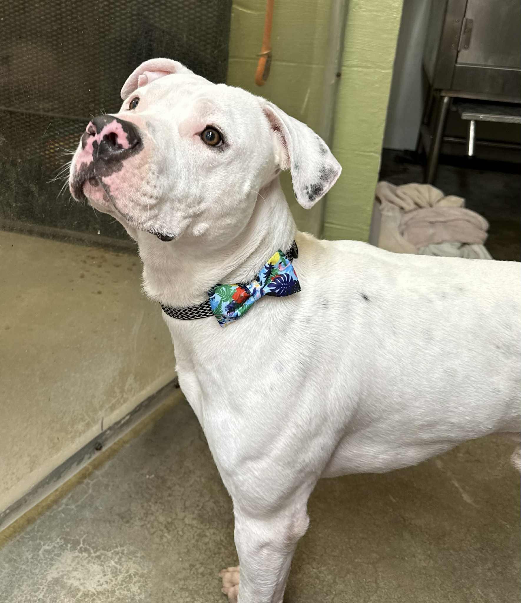 Enlarge Ozzy, a Adoptable mixed breed in Stahlstown, PA image 4/6