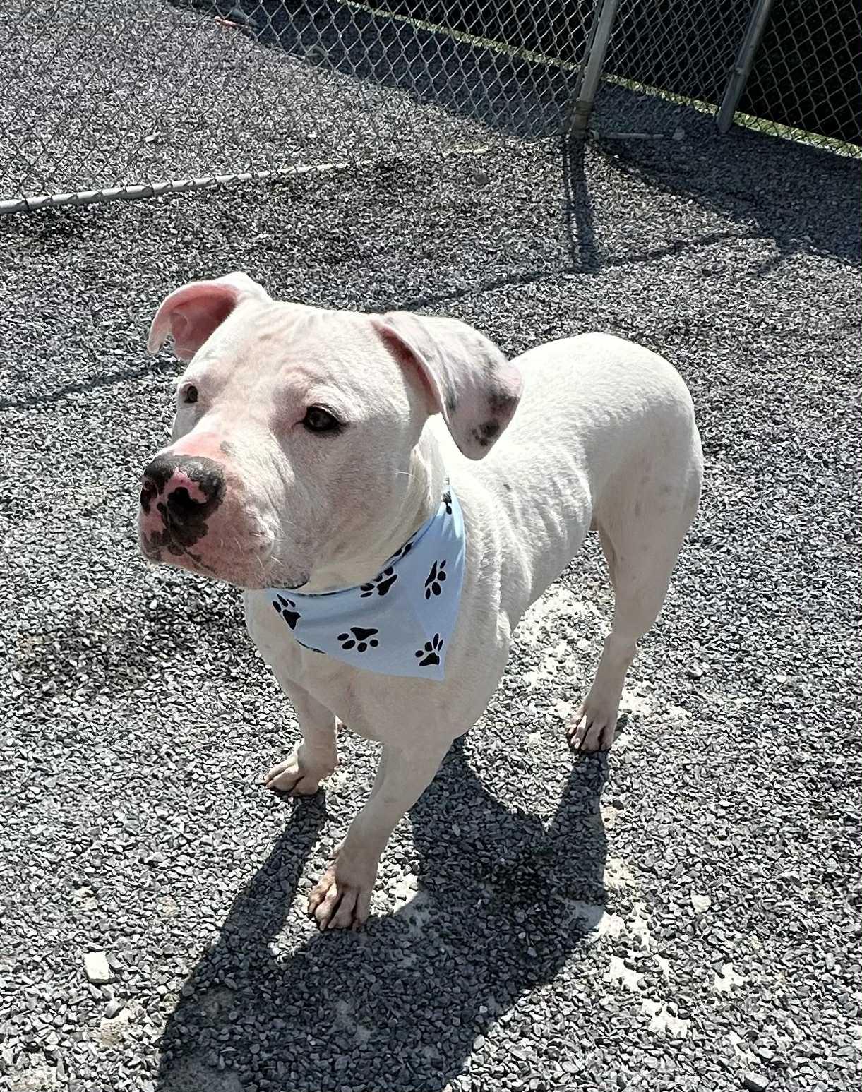 Enlarge Ozzy, a Adoptable mixed breed in Stahlstown, PA image 5/6