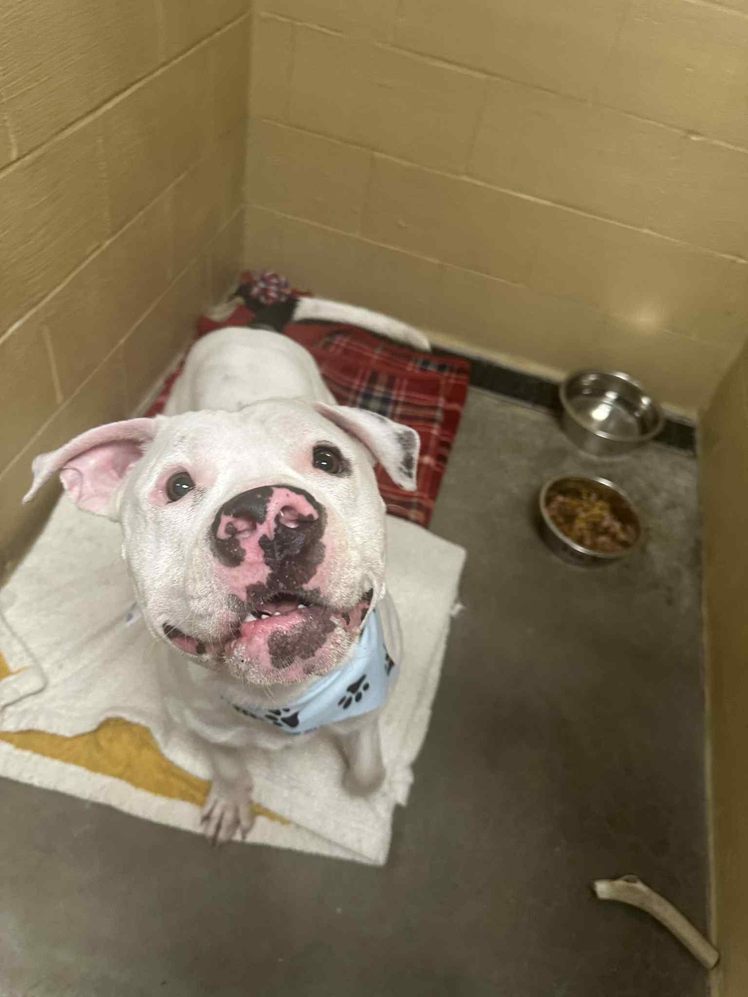 Enlarge Ozzy, a Adoptable mixed breed in Stahlstown, PA image 6/6