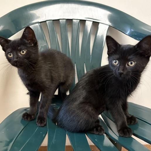 Cuatro & Cinco de Mayo, an adopted Domestic Short Hair in Norwalk, CT image 2/4
