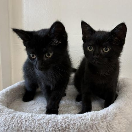 Cuatro & Cinco de Mayo, an adopted Domestic Short Hair in Norwalk, CT image 1/4