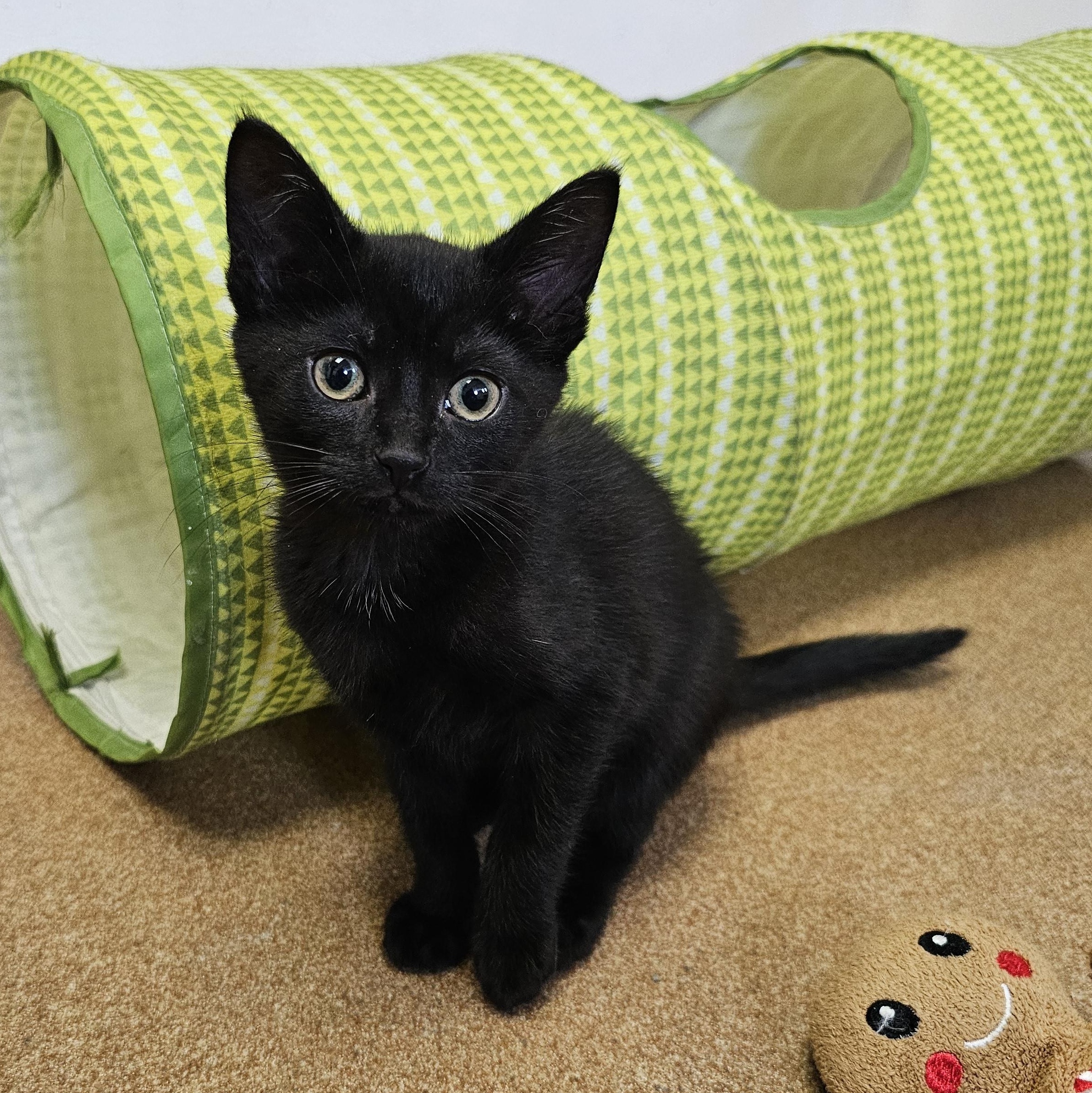 Cuatro & Cinco de Mayo, an adopted Domestic Short Hair in Norwalk, CT image 4/4