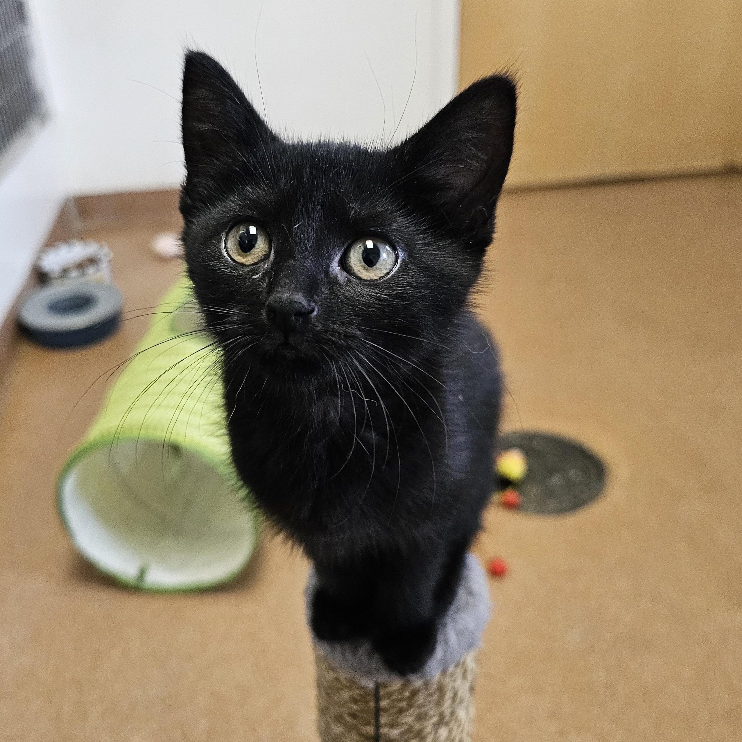 Cuatro & Cinco de Mayo, an adopted Domestic Short Hair in Norwalk, CT image 3/4
