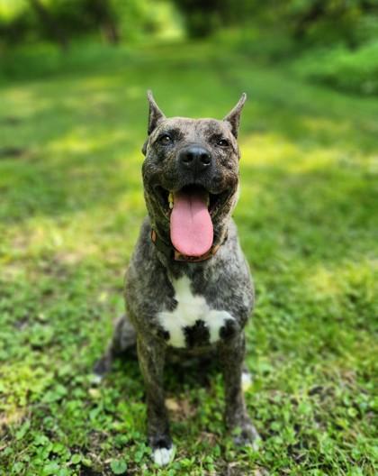 Enlarge Callista, a Adoptable Mixed Breed in Burlington, WI image 3/3