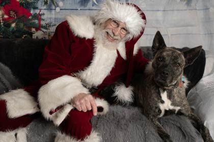 Callista, a Adoptable Mixed Breed in Burlington, WI image 1/3