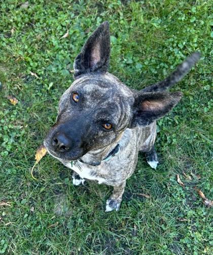 Callista, a Adoptable Mixed Breed in Burlington, WI image 3/3