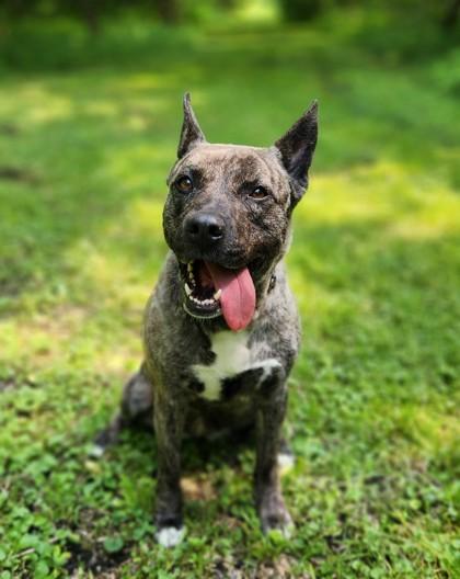 Enlarge Callista, a Adoptable Mixed Breed in Burlington, WI image 3/3