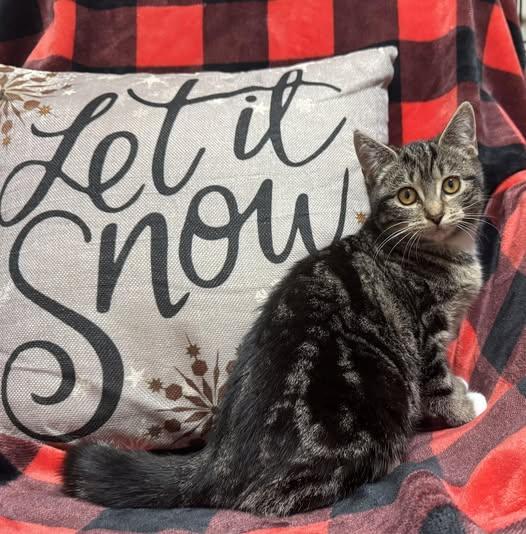 Evie, Adoptable, Young Female Tabby.