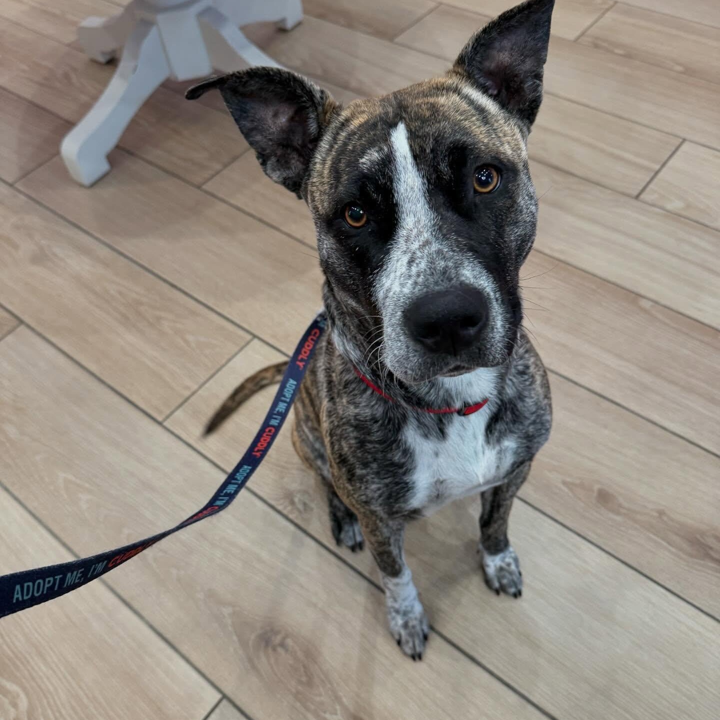 June, Adopted, Adult Female American Staffordshire Terrier.