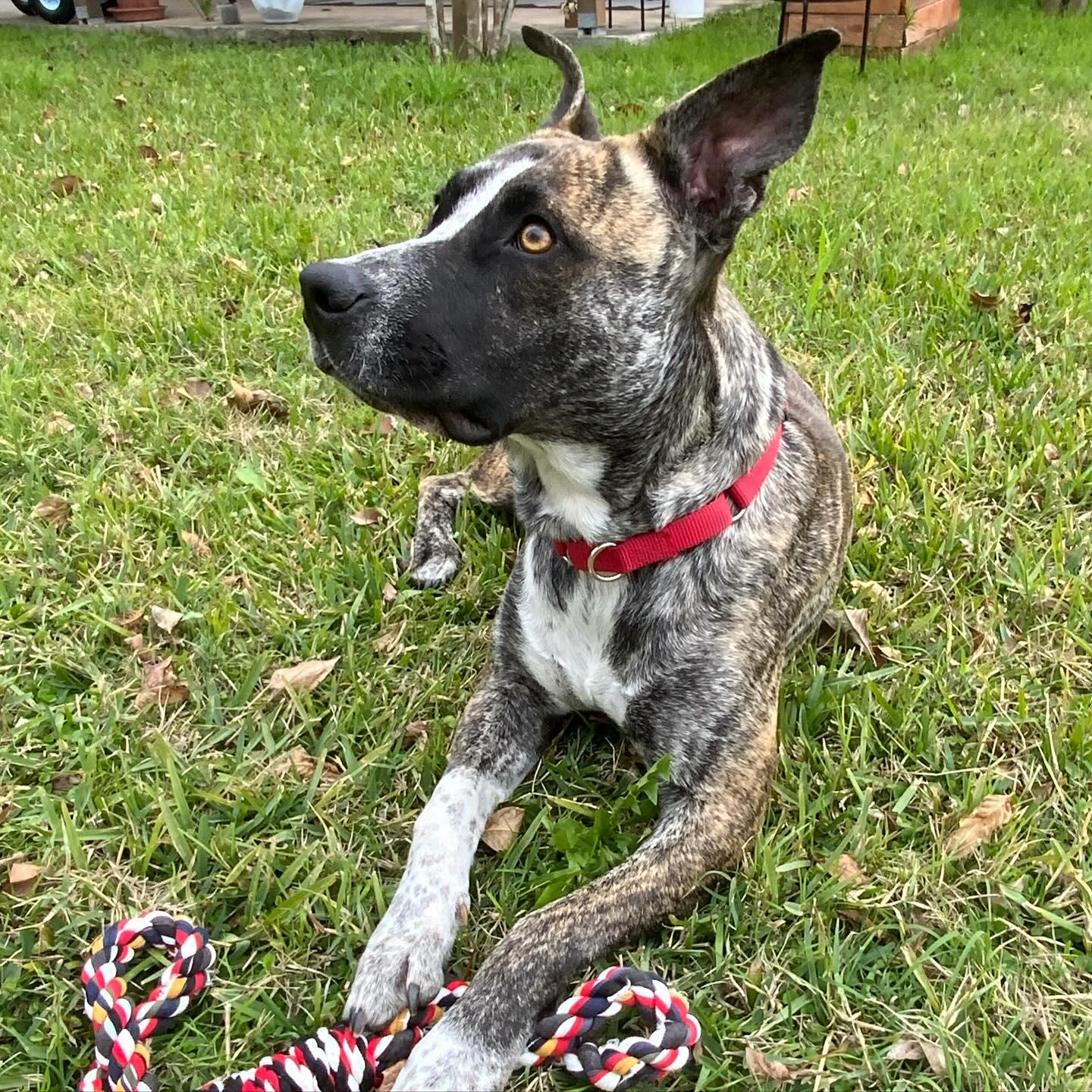 Enlarge June, a Adopted mixed breed in Buda, TX image 2/3