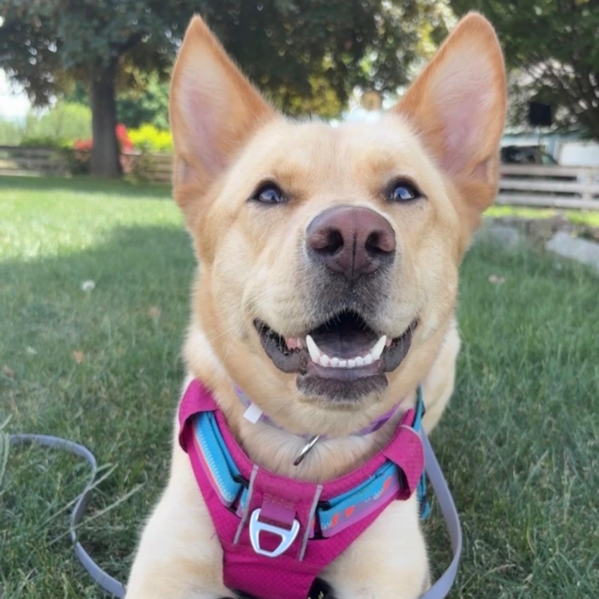 Ms. Gorgeous Charlotte, Adoptable, Young Female German Shepherd Dog & Australian Cattle Dog / Blue Heeler.