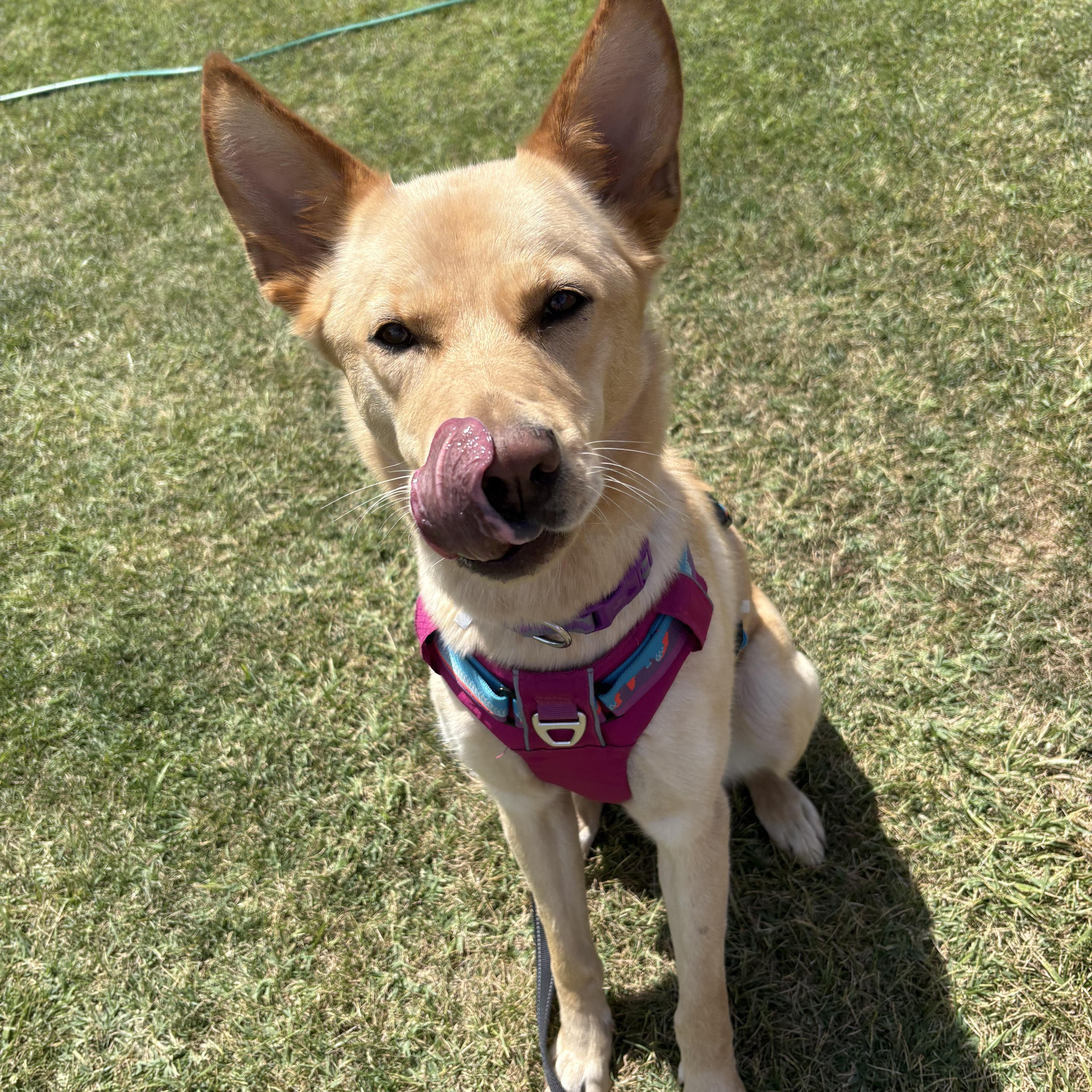 Enlarge Ms. Gorgeous Charlotte, a Adoptable mixed breed in Vancouver, BC image 2/5