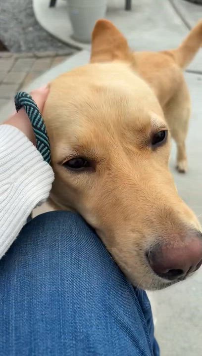 Enlarge Ms. Gorgeous Charlotte, a Adoptable mixed breed in Vancouver, BC video 3/5