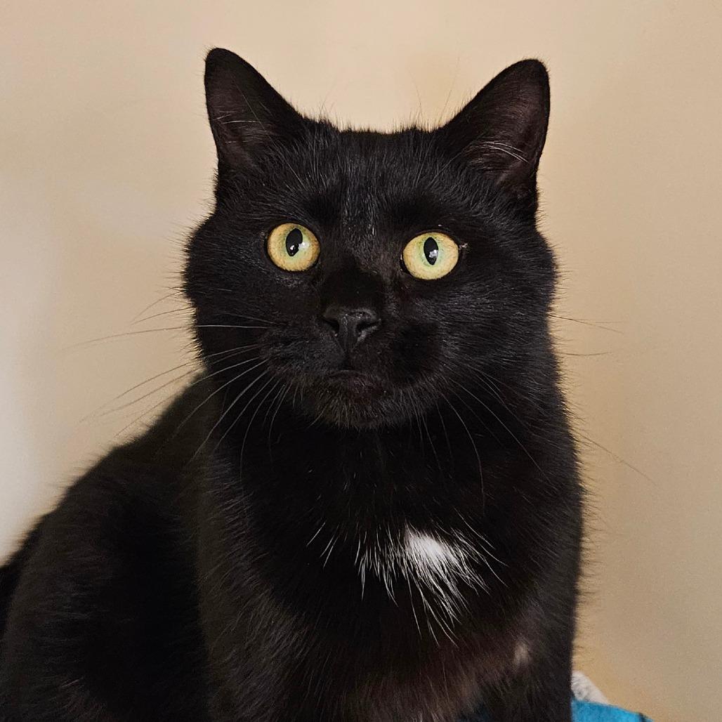 Buddy, a Adoptable Domestic Short Hair in Zanesville, OH image 1/4