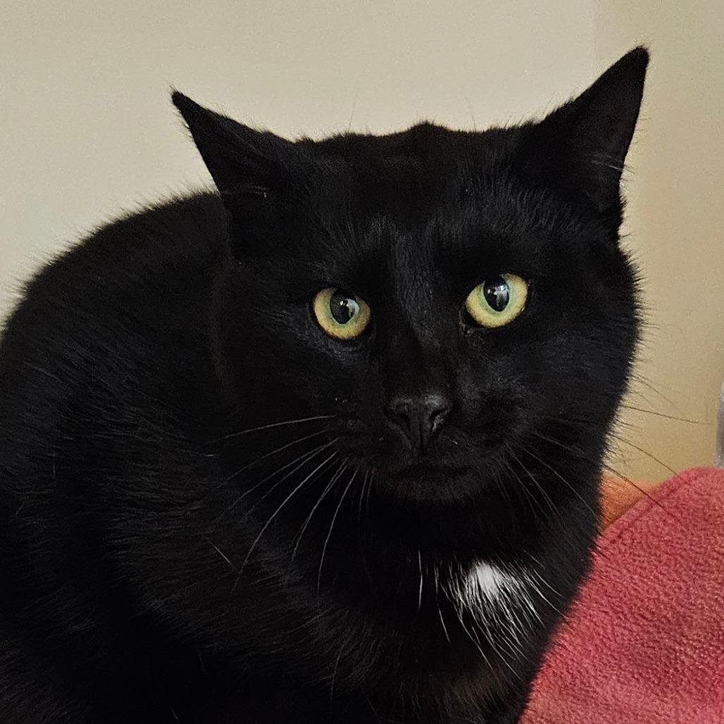Buddy, a Adoptable Domestic Short Hair in Zanesville, OH image 2/4