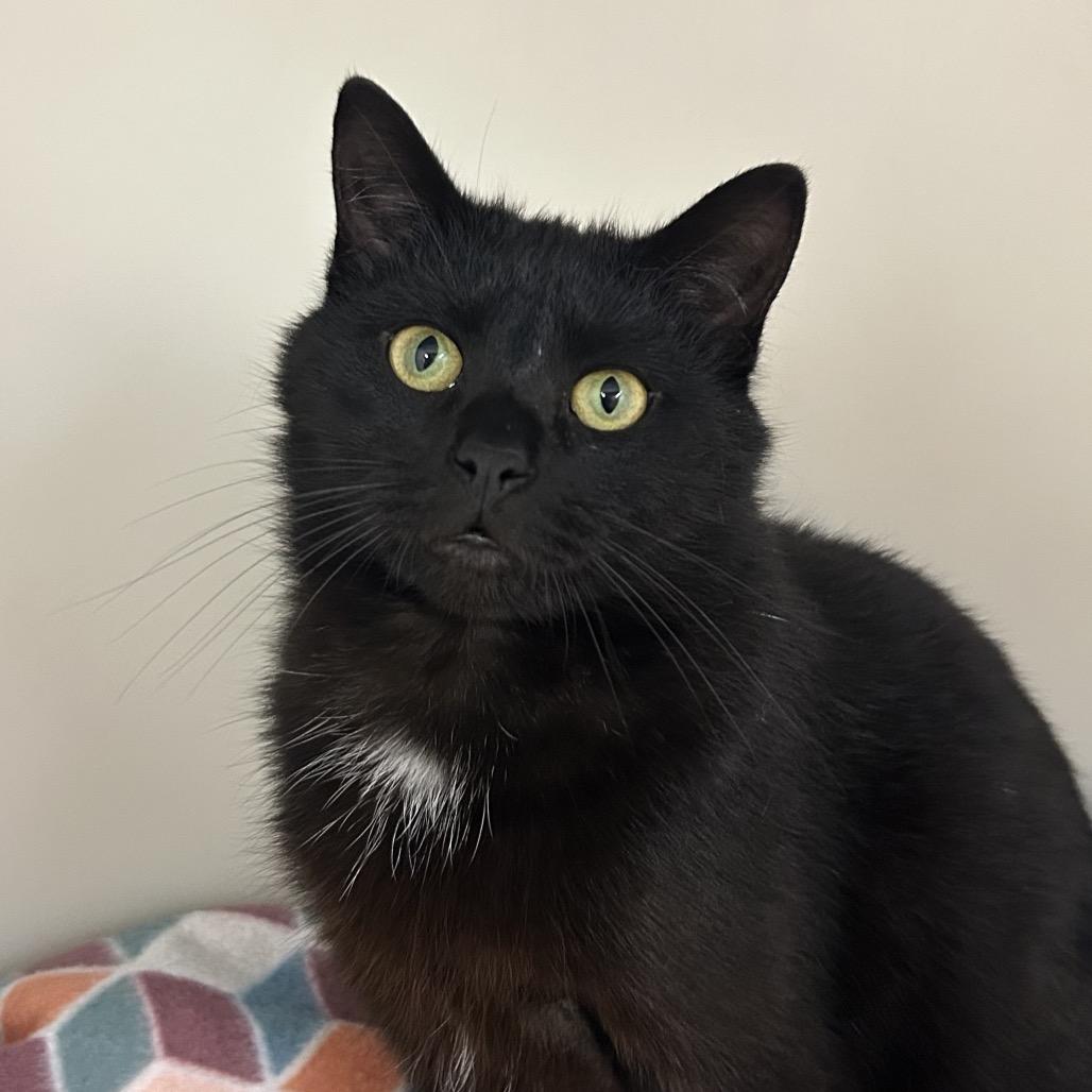 Buddy, a Adoptable Domestic Short Hair in Zanesville, OH image 3/4