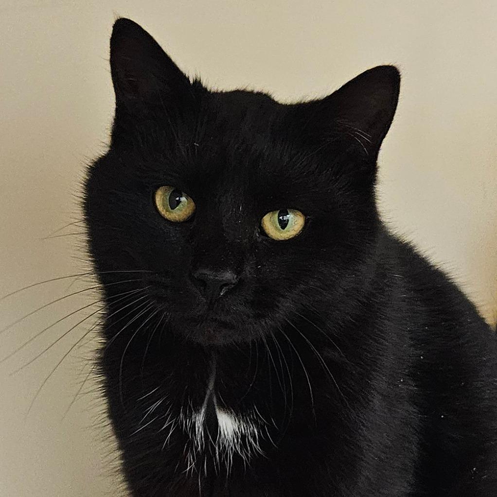 Buddy, a Adoptable Domestic Short Hair in Zanesville, OH image 4/4