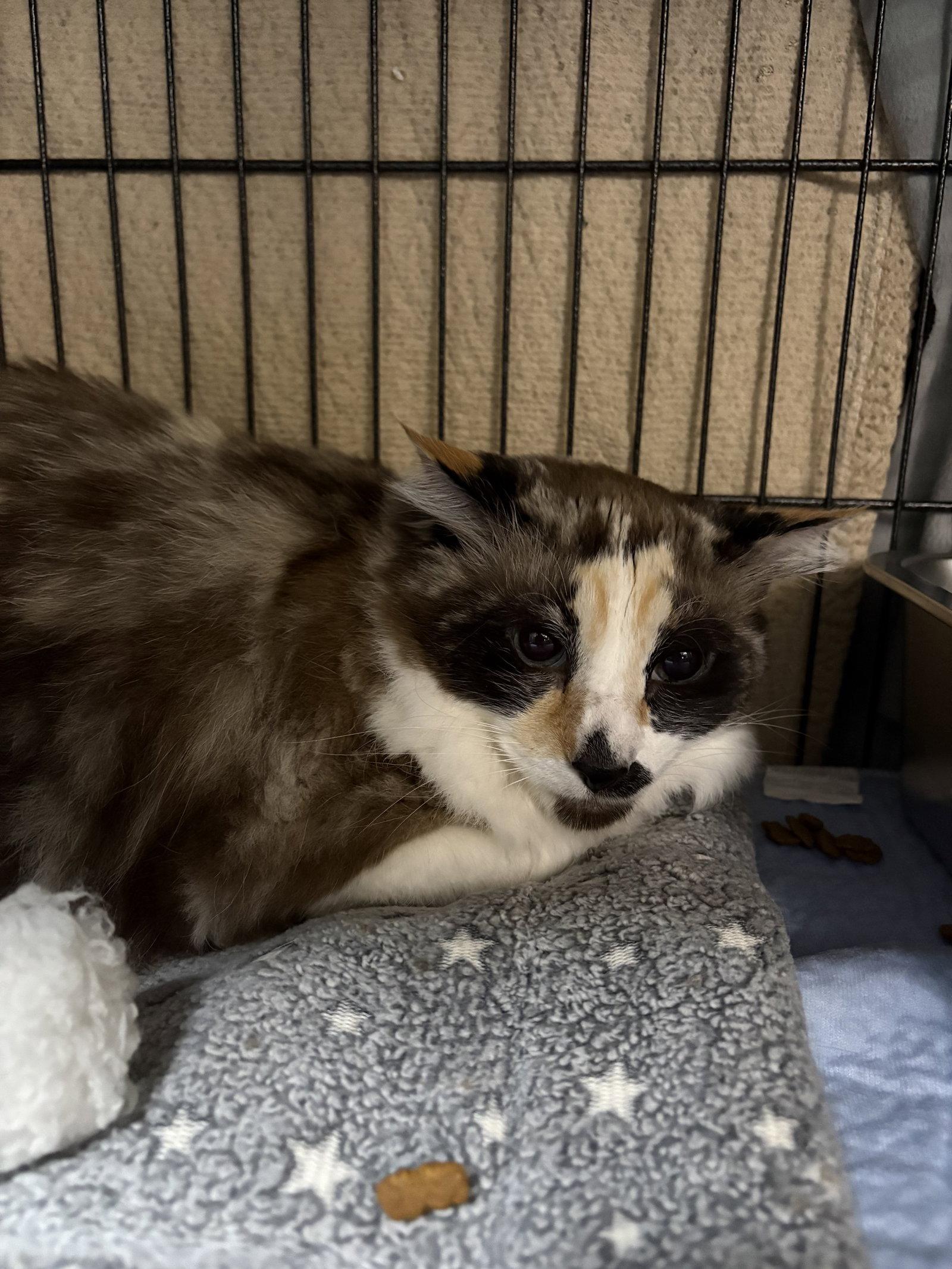 Enlarge Bella, a Adoptable Domestic Short Hair in Lake Saint Louis, MO image 1/2