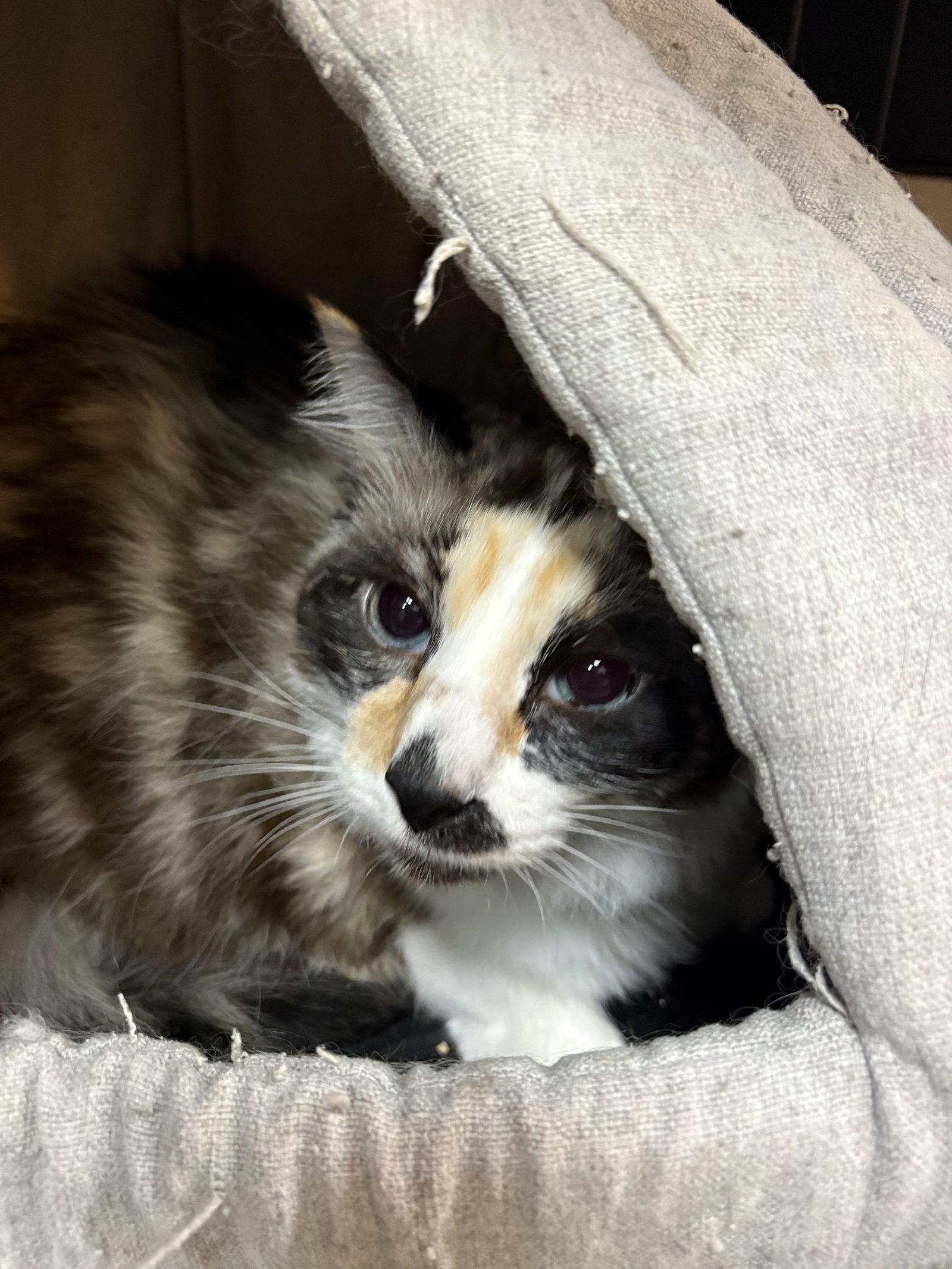 Enlarge Bella, a Adoptable Domestic Short Hair in Lake Saint Louis, MO image 2/2
