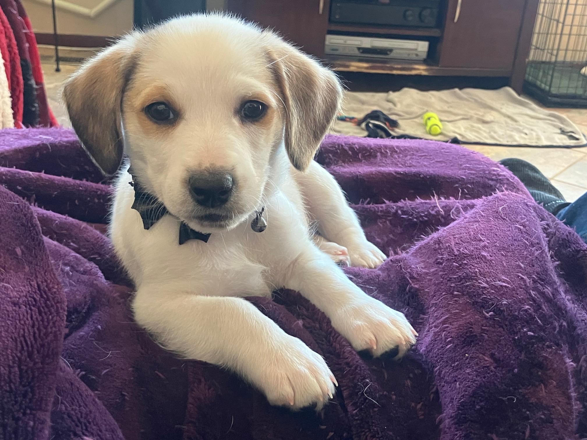 Santa Rosa — thumbnail 3