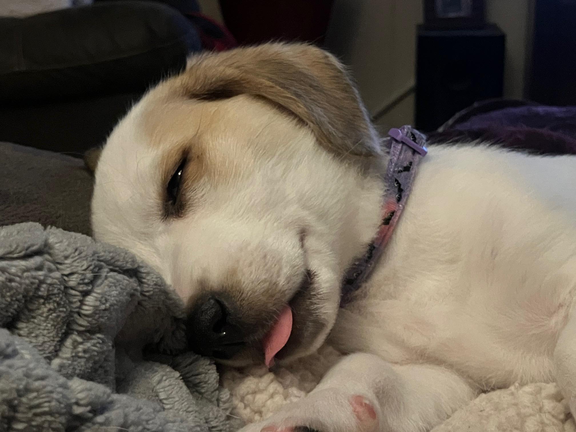 Santa Rosa — thumbnail 4