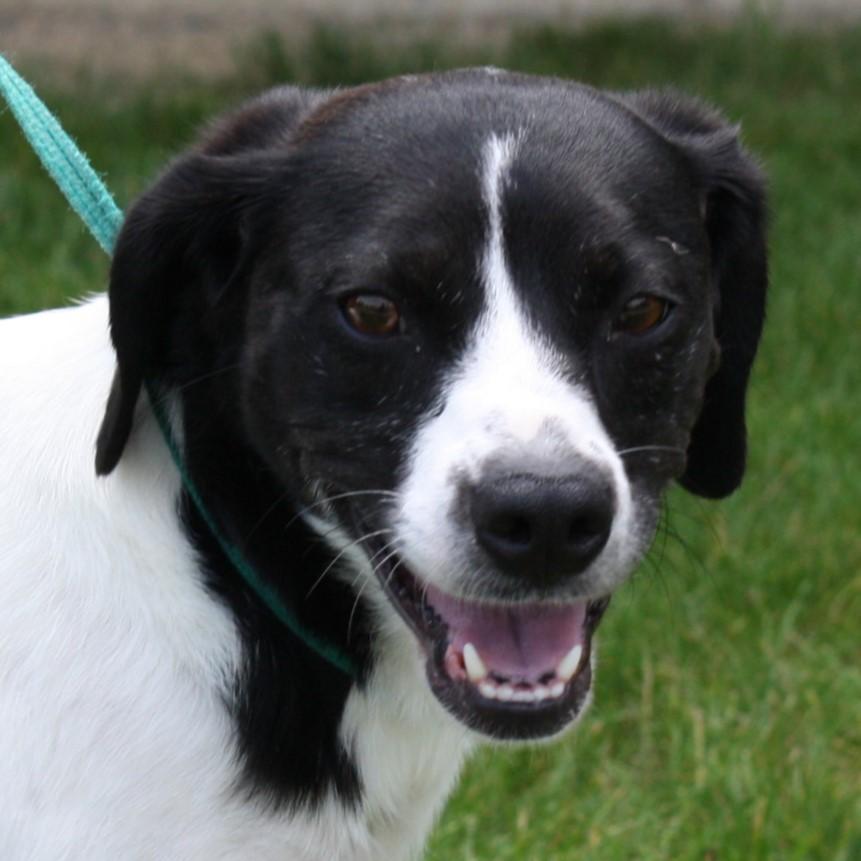 Moo Moo, Adoptable, Adult Female Beagle.