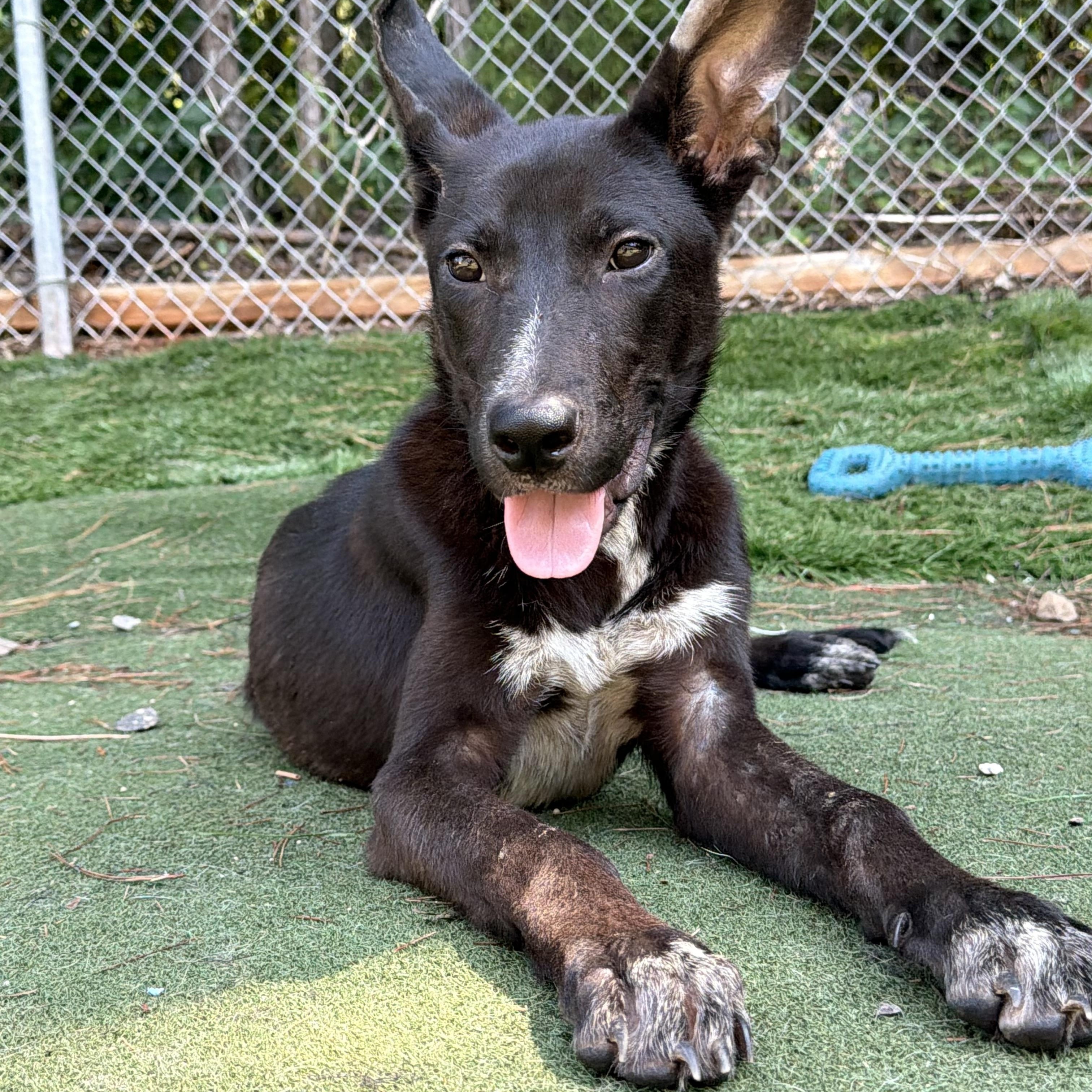 Enlarge Veyron (Ronnie), a ADOPTABLE mixed breed in Charlotte, NC image 5/6