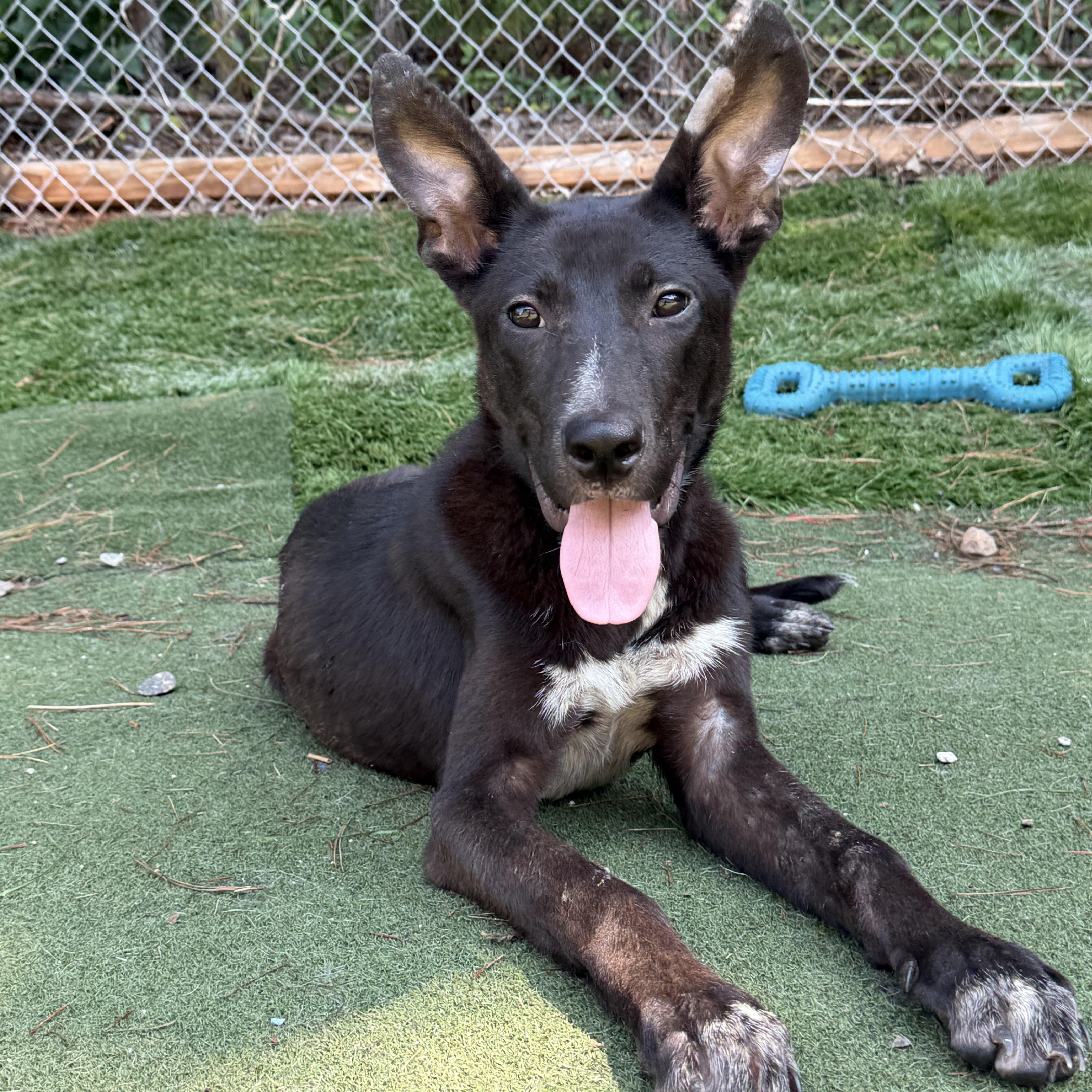 Veyron (Ronnie), ADOPTABLE, Puppy Male Australian Kelpie & German Shepherd Dog.