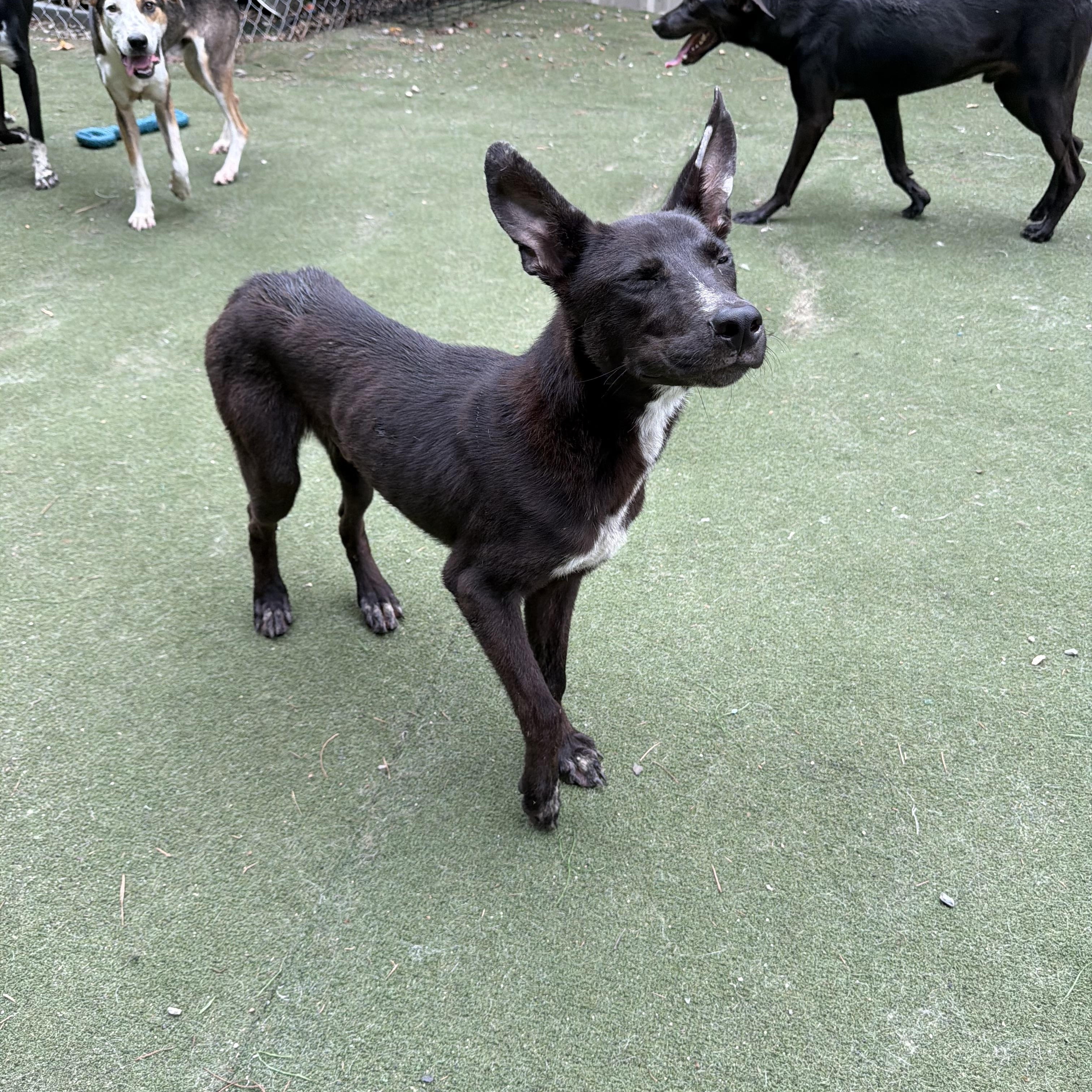 Enlarge Veyron (Ronnie), a ADOPTABLE mixed breed in Charlotte, NC image 6/6