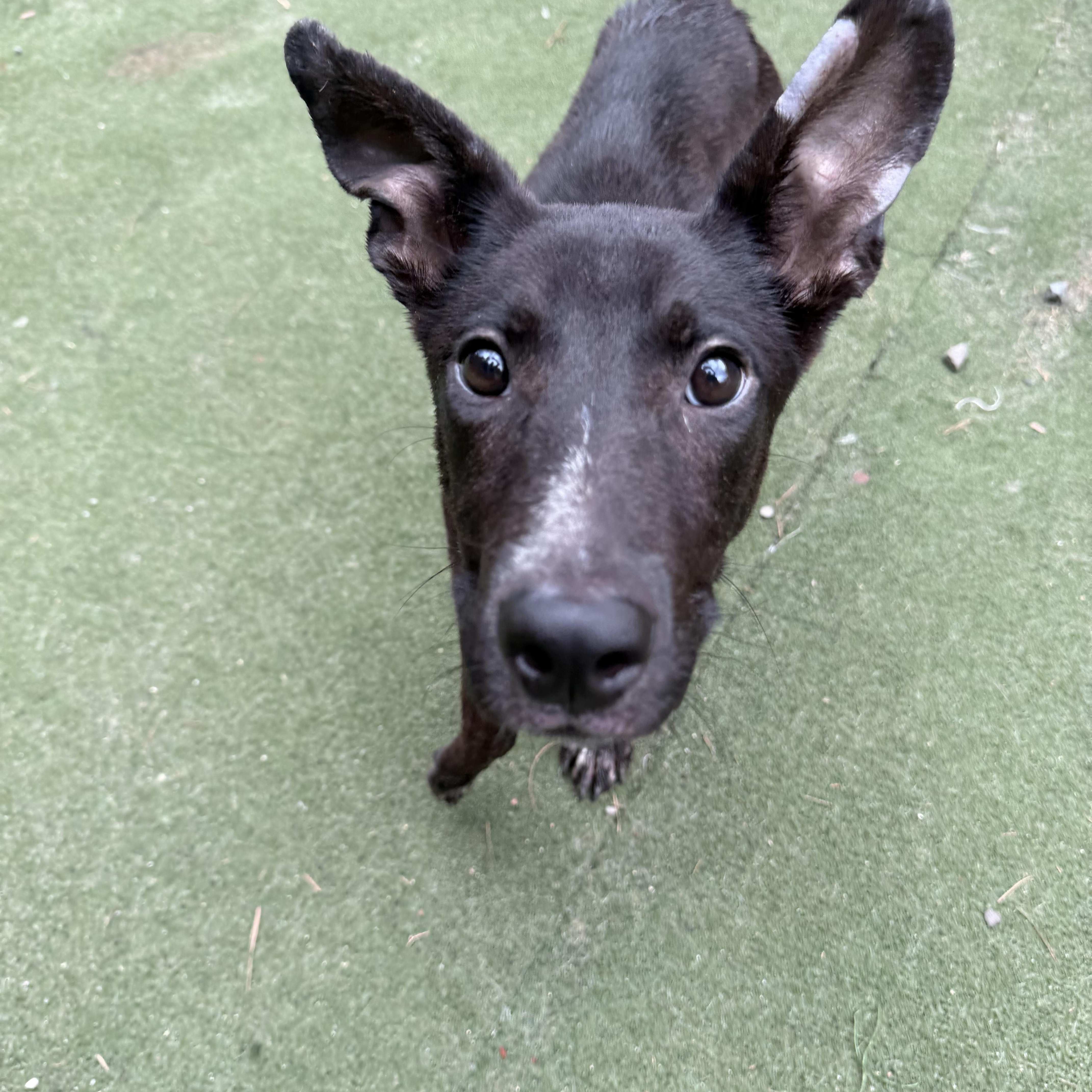 Enlarge Veyron (Ronnie), a ADOPTABLE mixed breed in Charlotte, NC image 3/6