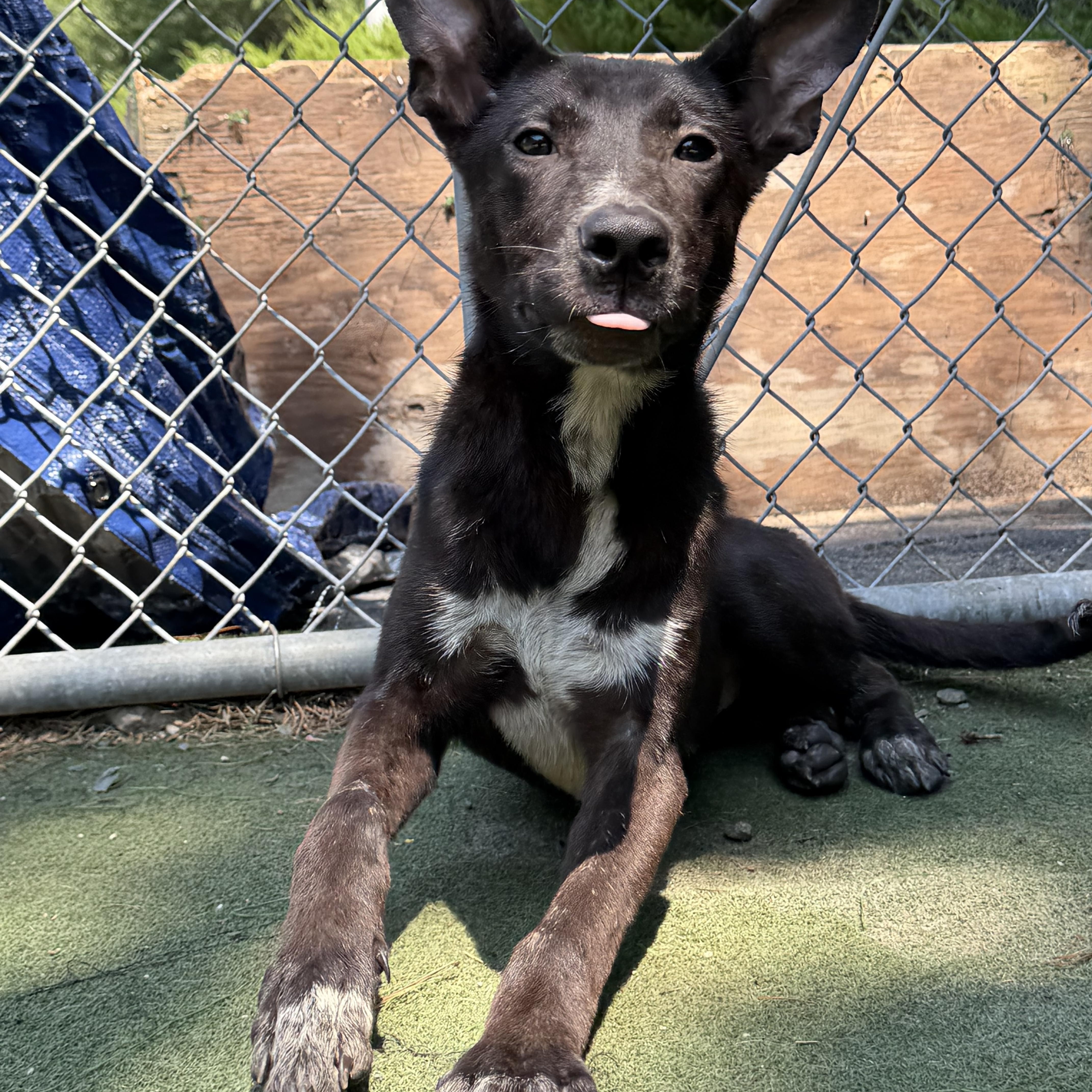 Enlarge Veyron (Ronnie), a ADOPTABLE mixed breed in Charlotte, NC image 2/6