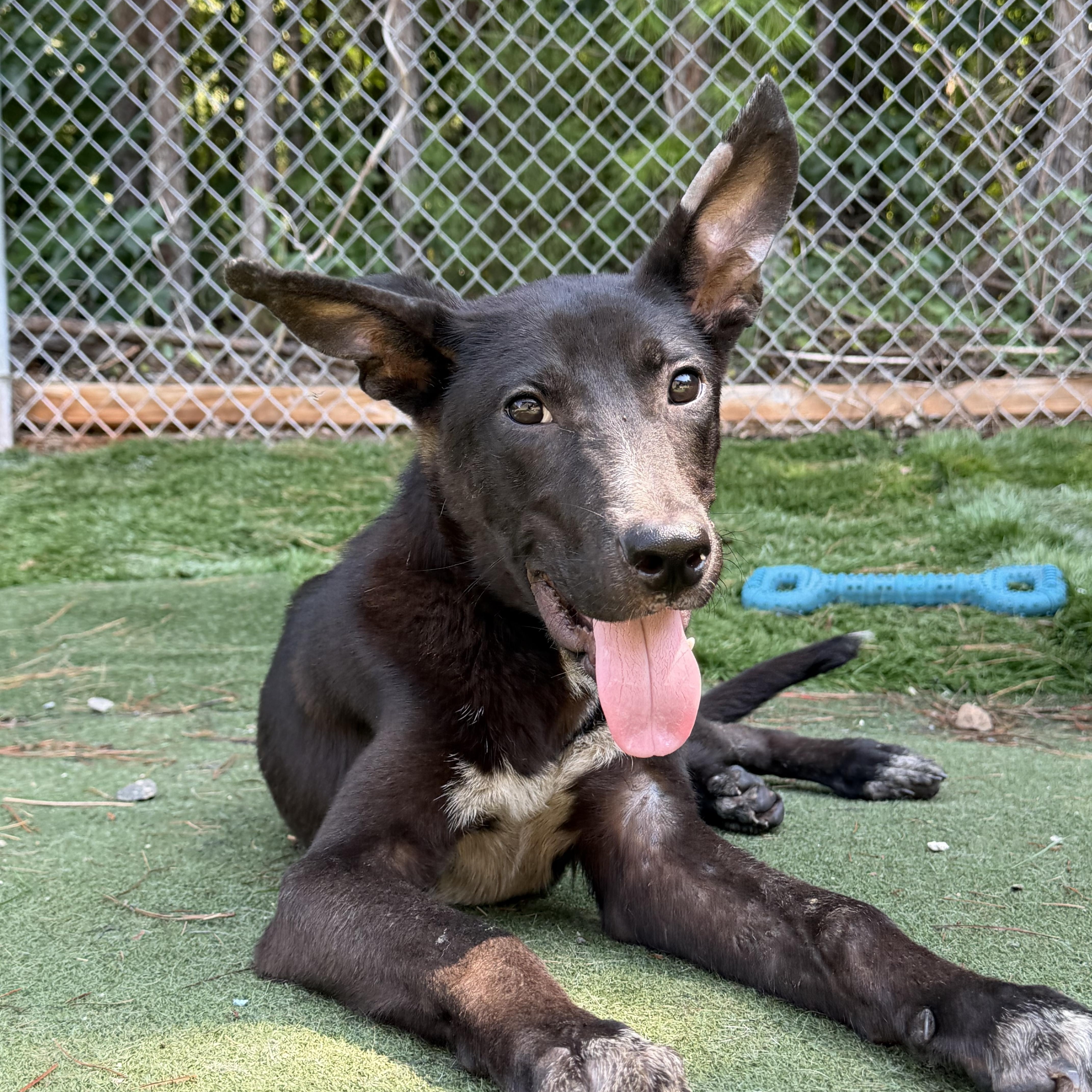 Enlarge Veyron (Ronnie), a ADOPTABLE mixed breed in Charlotte, NC image 4/6