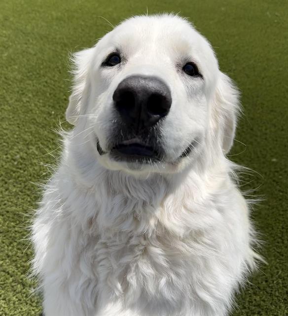 OTIS, Adoptable, Young Male Great Pyrenees.