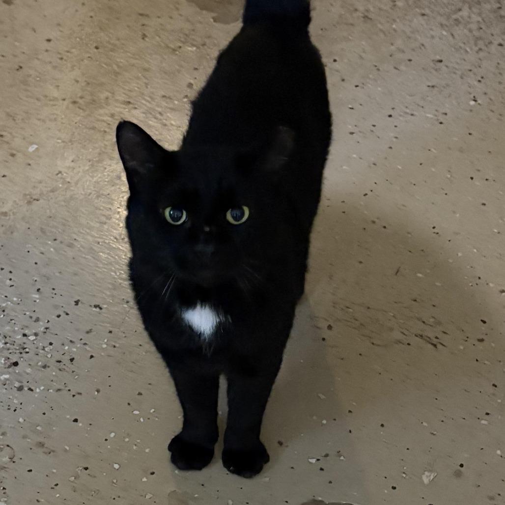 Rasputin, Adoptable, Adult Male Domestic Short Hair.