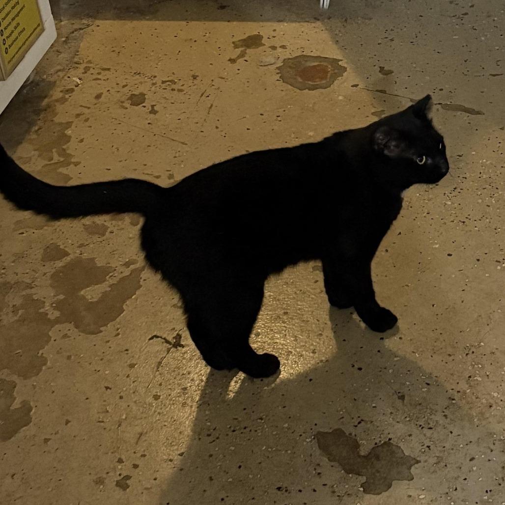 Rasputin, a Adoptable Domestic Short Hair in Charlottesville, VA image 1/3