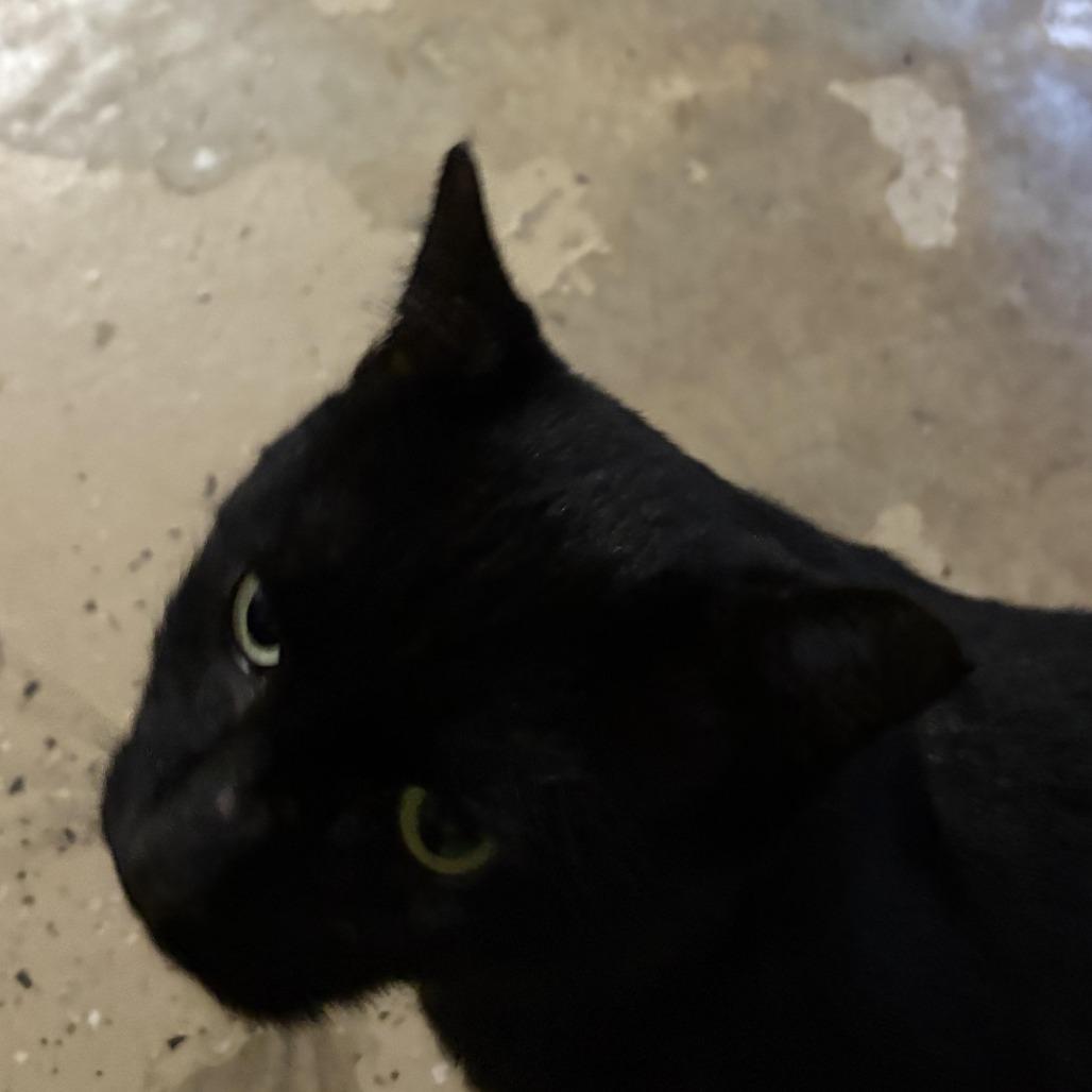 Rasputin, a Adoptable Domestic Short Hair in Charlottesville, VA image 2/3