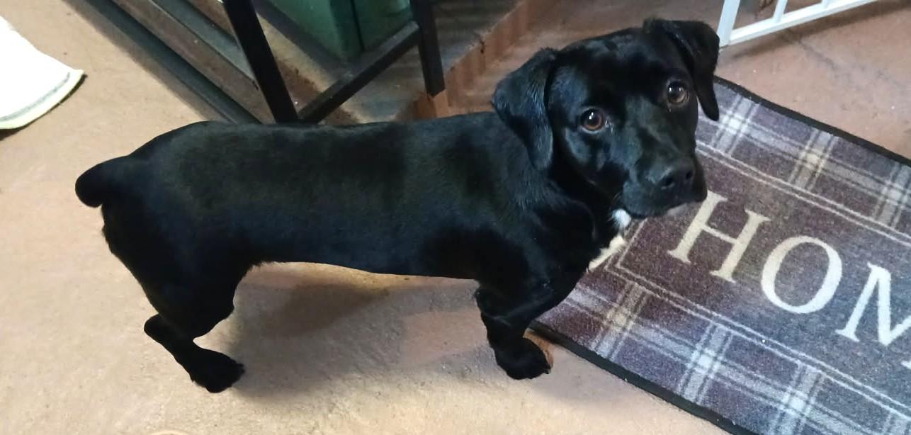 William, a ADOPTABLE mixed breed in Ypsilanti, MI image 4/6