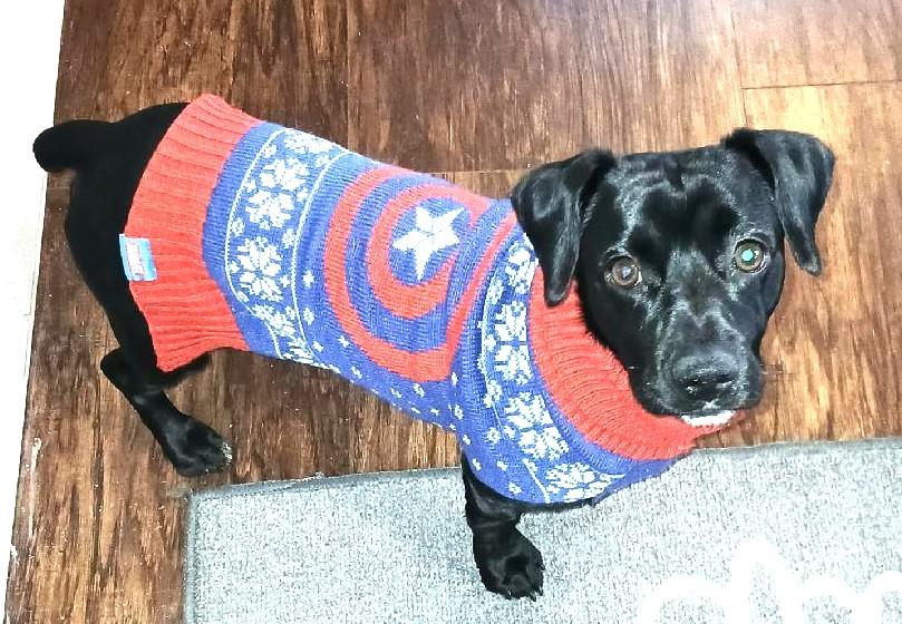 William, a ADOPTABLE mixed breed in Ypsilanti, MI image 2/6