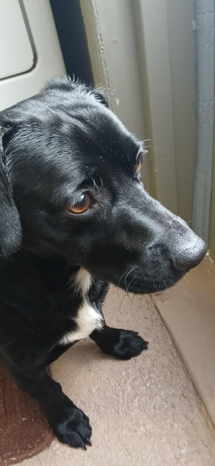 William, a ADOPTABLE mixed breed in Ypsilanti, MI image 5/6