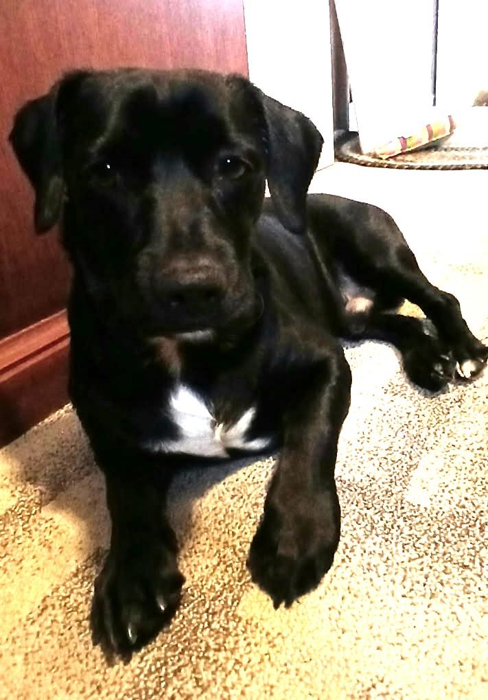 William, a ADOPTABLE mixed breed in Ypsilanti, MI image 6/6