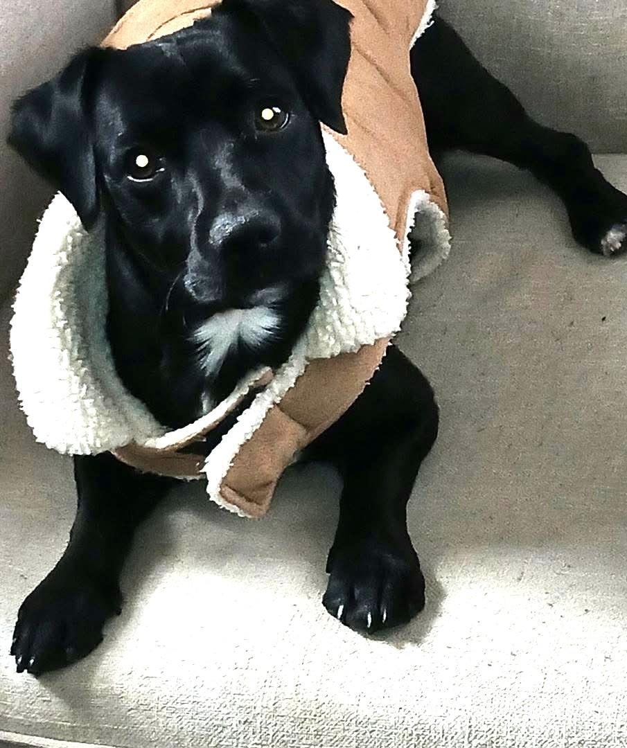 William, ADOPTABLE, Young Male Cocker Spaniel & Jack Russell Terrier.