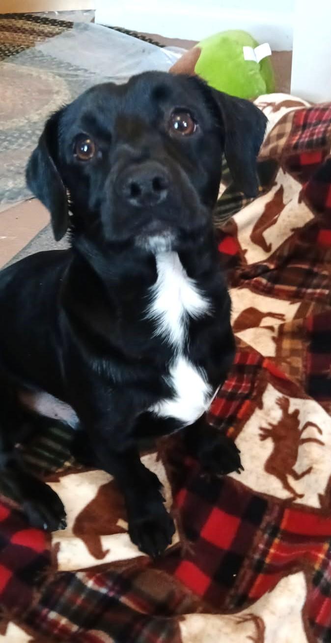 William, a ADOPTABLE mixed breed in Ypsilanti, MI image 3/6